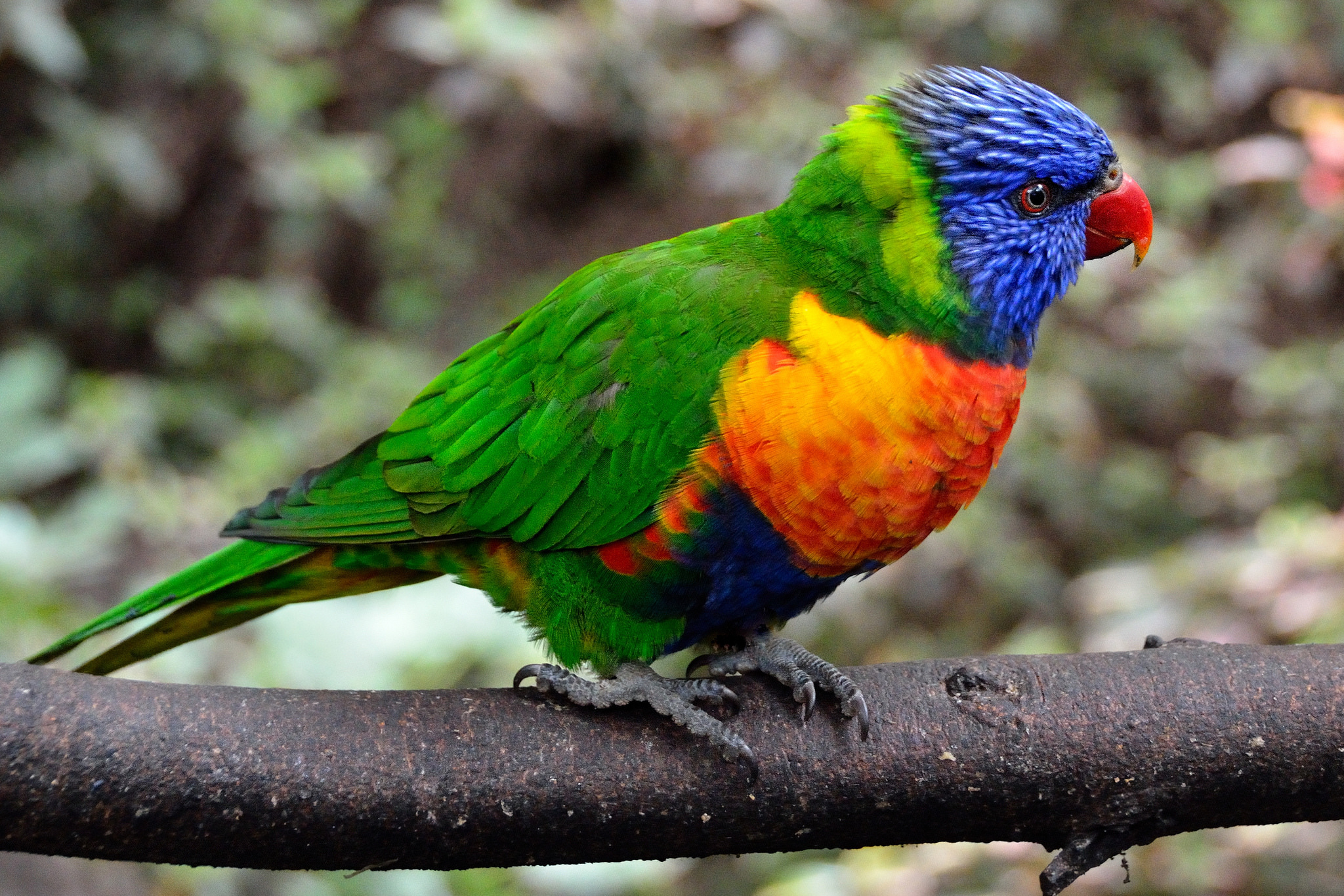 118135 Bild herunterladen papageien, tiere, vogel, mehrfarbig, motley - Hintergrundbilder und Bildschirmschoner kostenlos