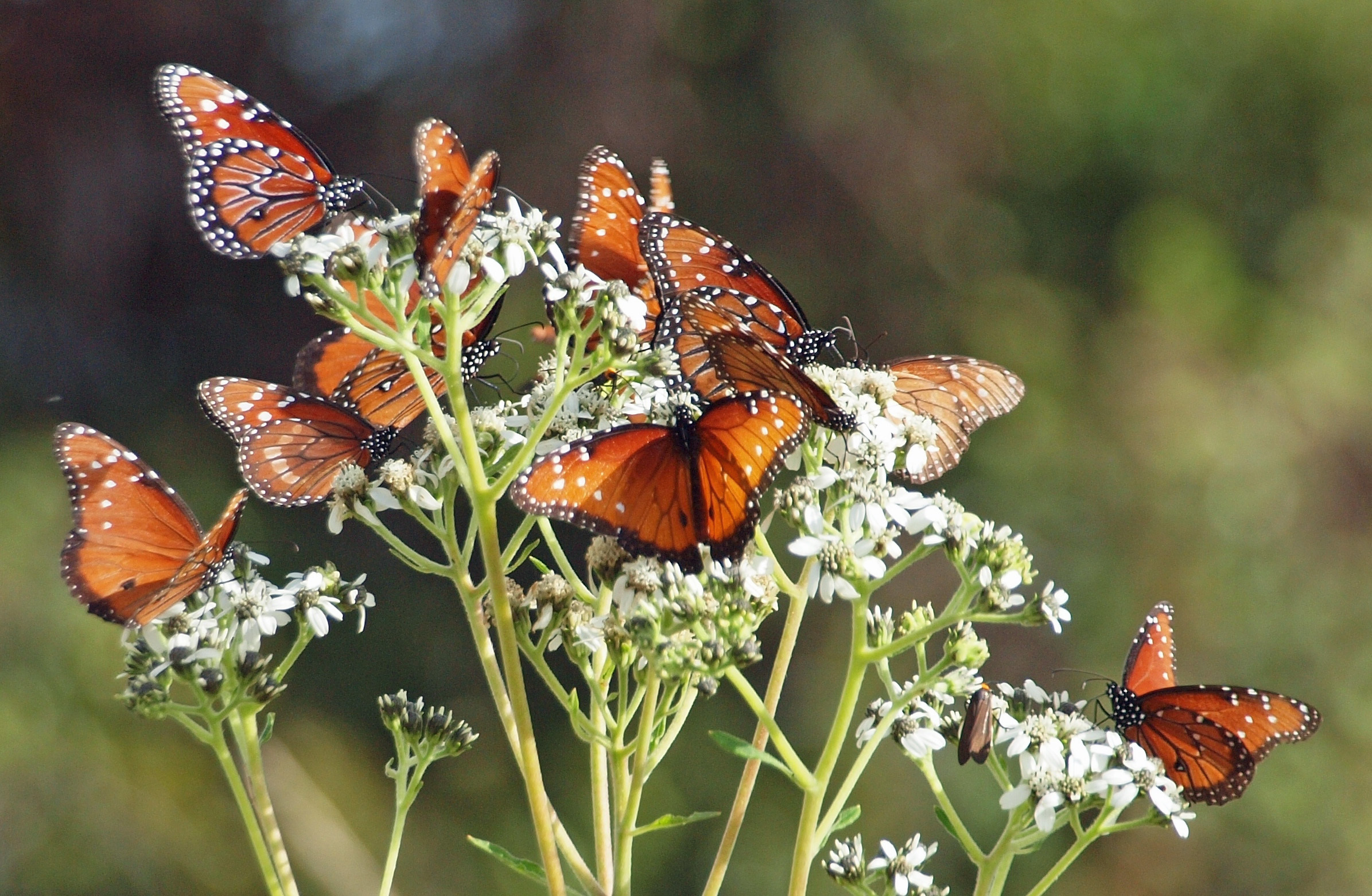 859062 скачать картинку макро, животные, бабочка, цветок, бабочка монарх - обои и заставки бесплатно