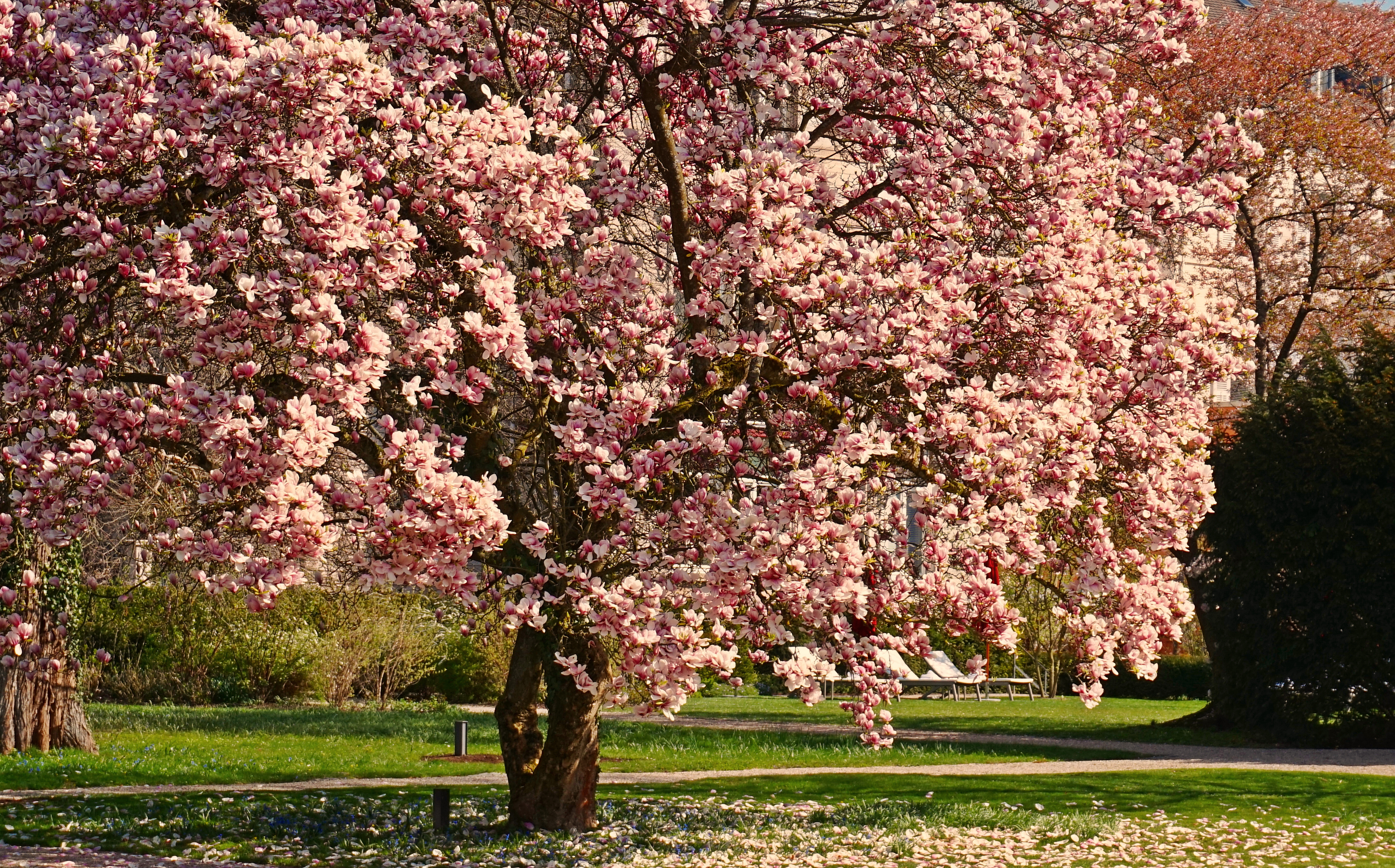 earth, blossom, magnolia, pink flower, spring, tree, flowers