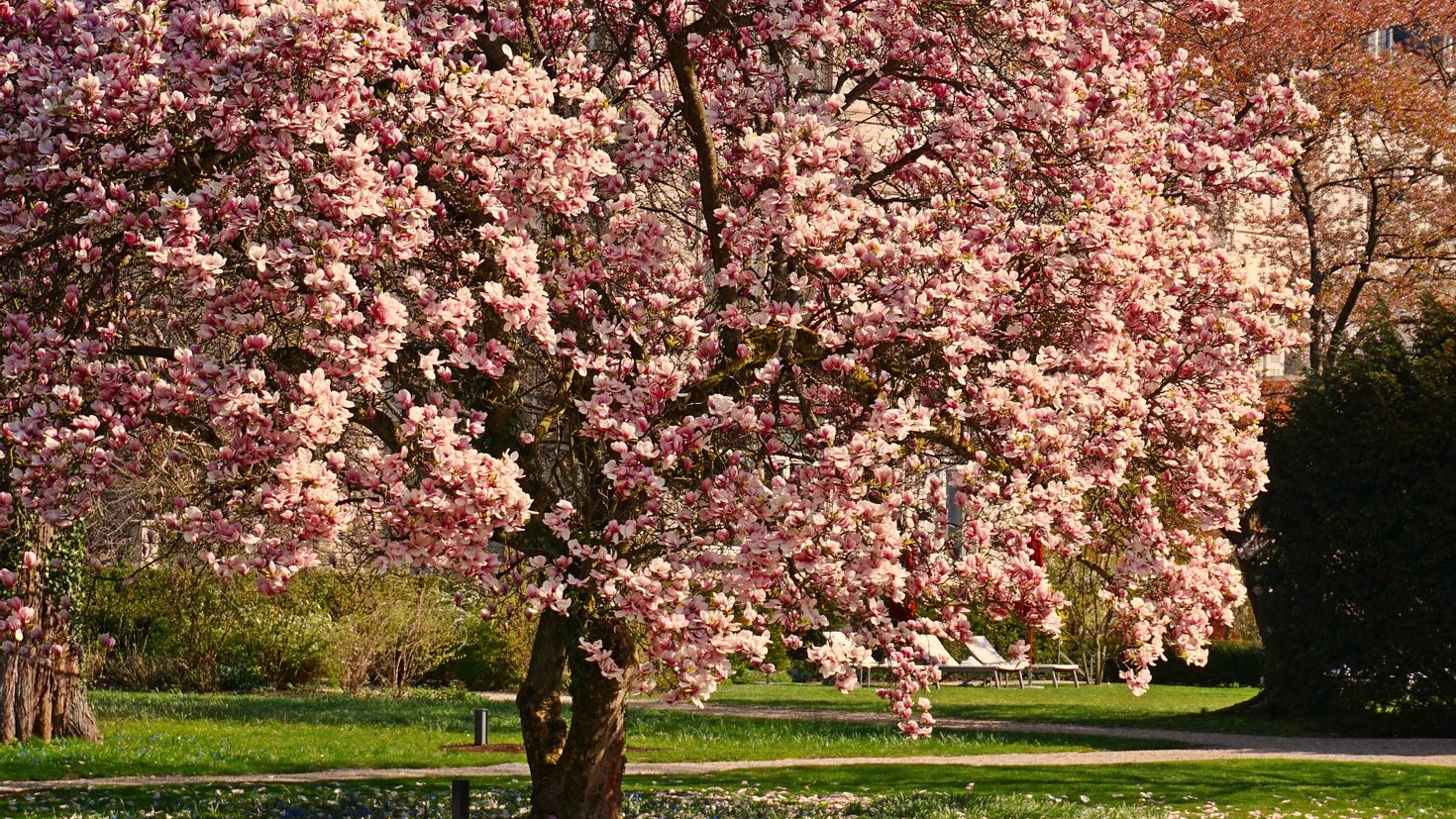 Высокое дерево с цветами. Яблоня черри блоссом. Магнолия розовая дерево. Магнолия и Сакура. Весеннее дерево.