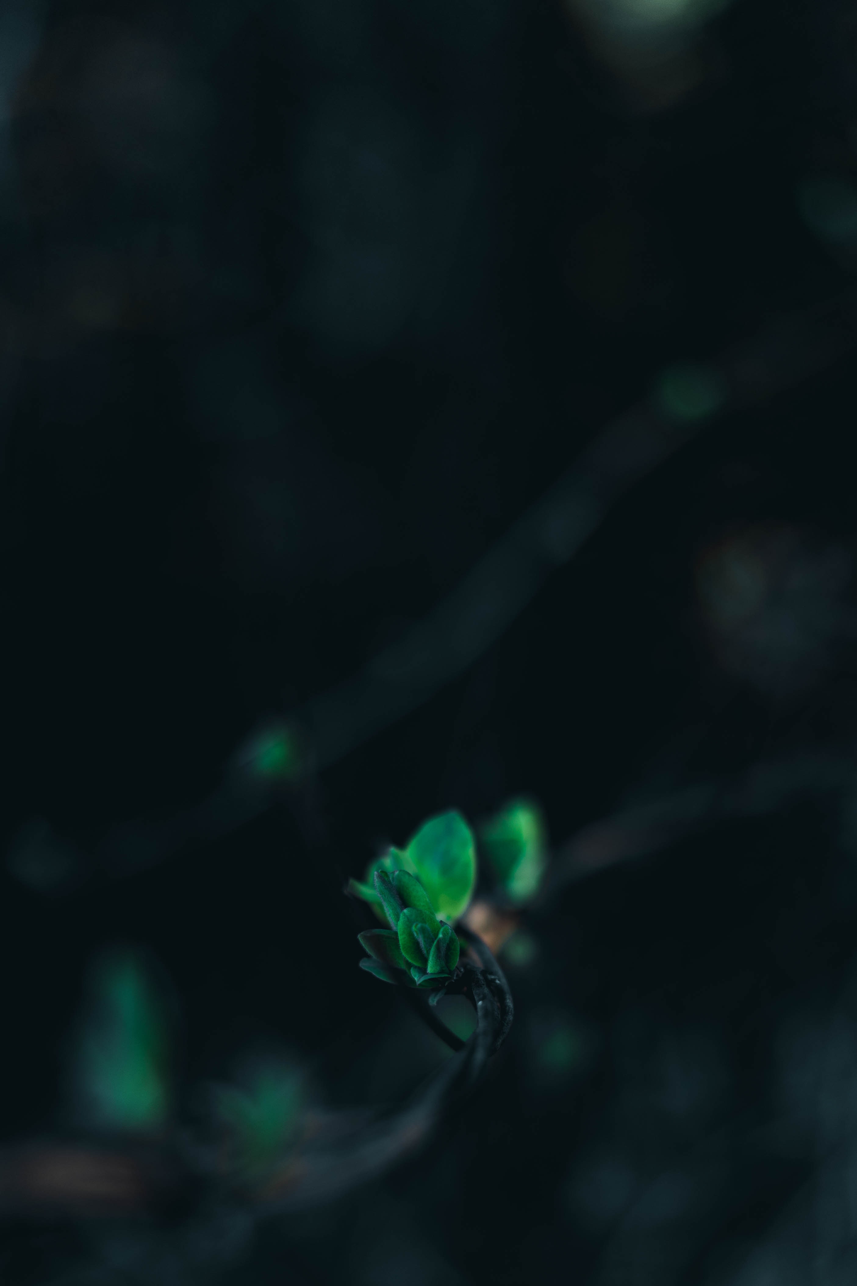 android branch, smooth, leaves, blur, green, macro, close up