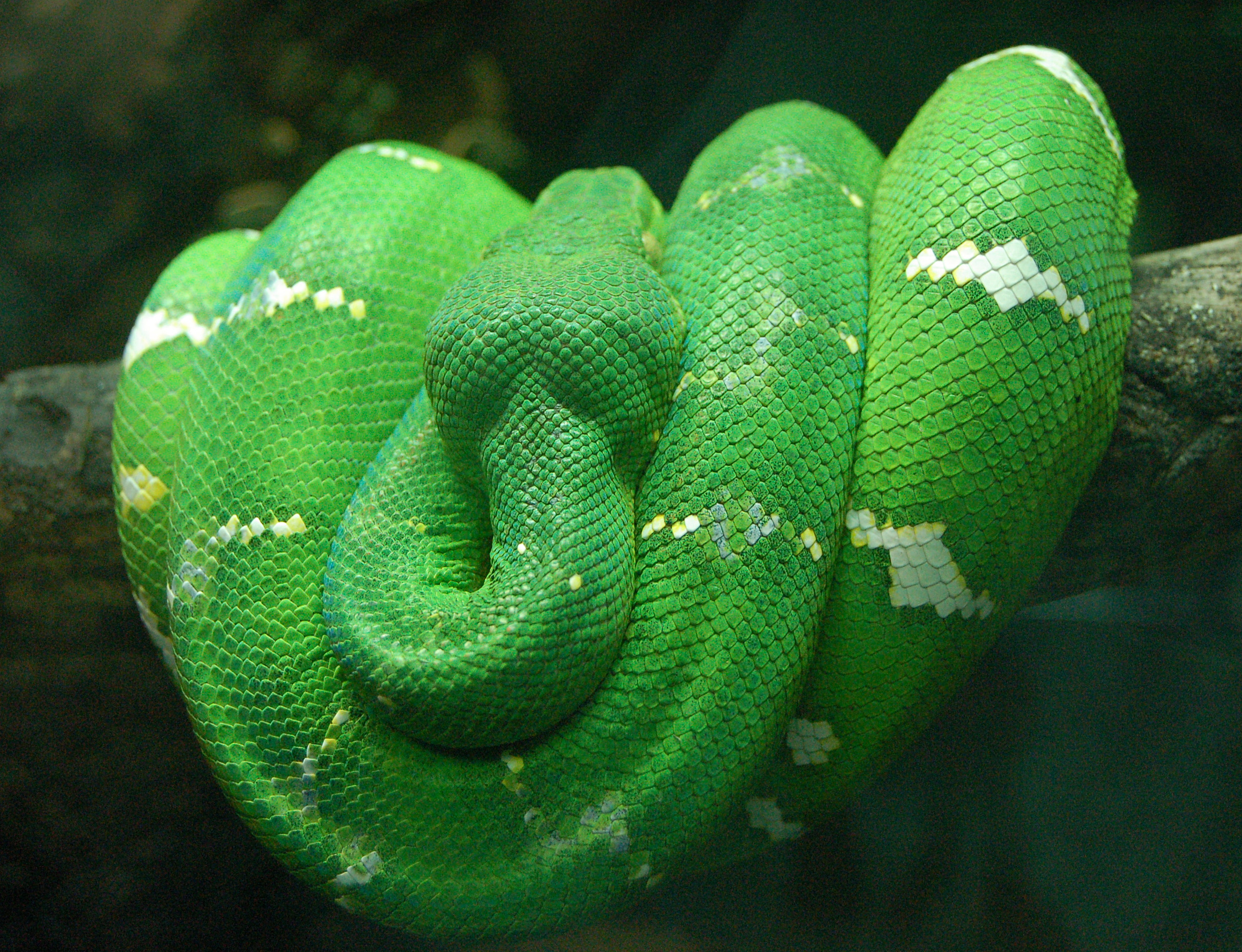 animal, emerald tree boa, reptile, snake 2160p