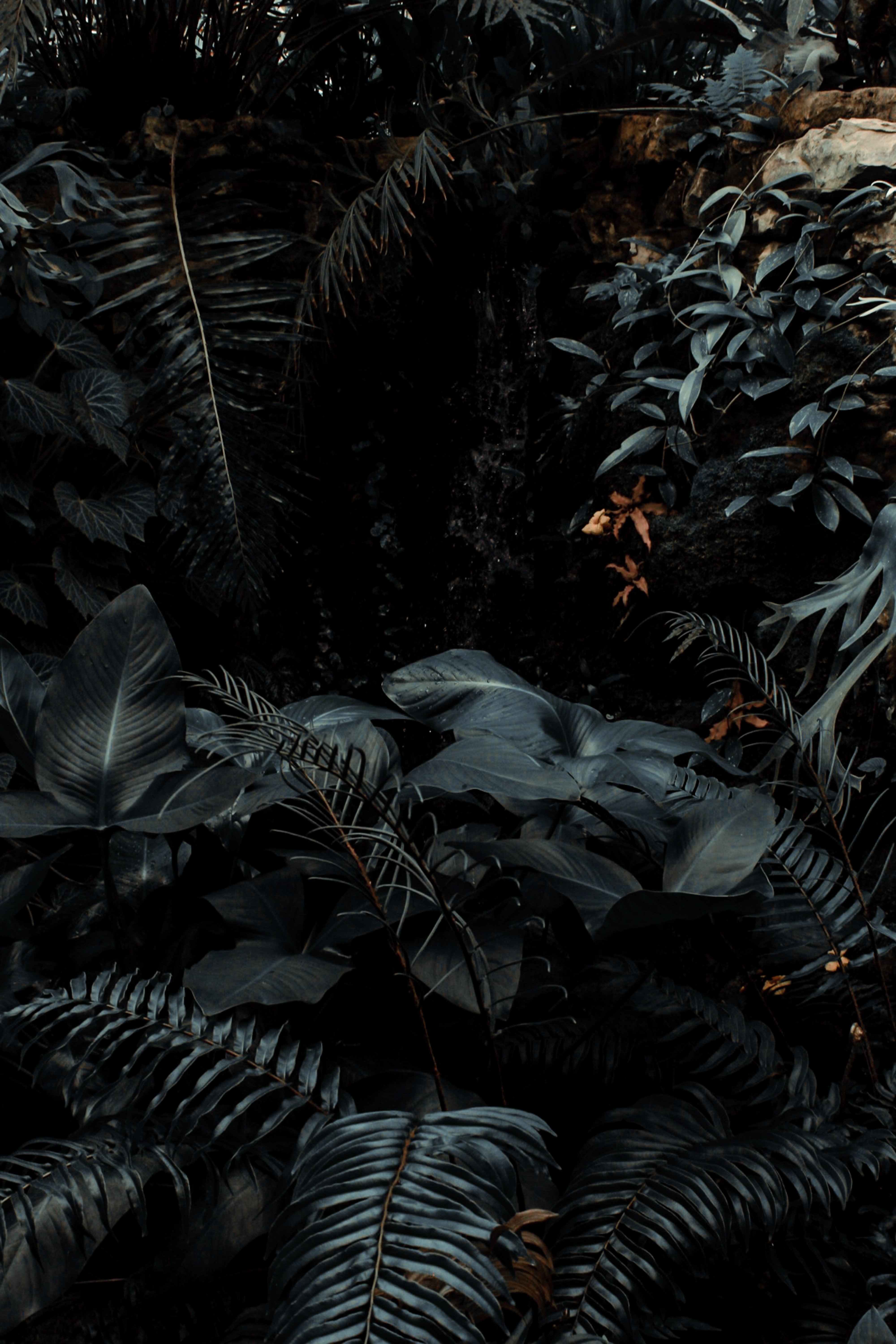 dark, tropical, bush, plants, nature, fern 4K