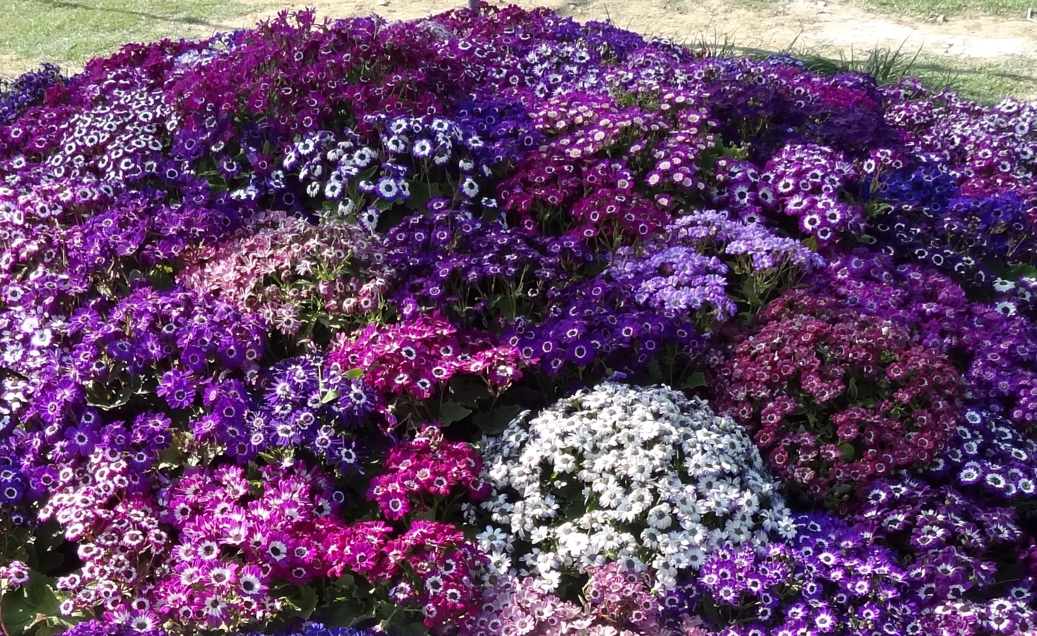 android earth, cineraria, flower, purple flower, white flower, flowers