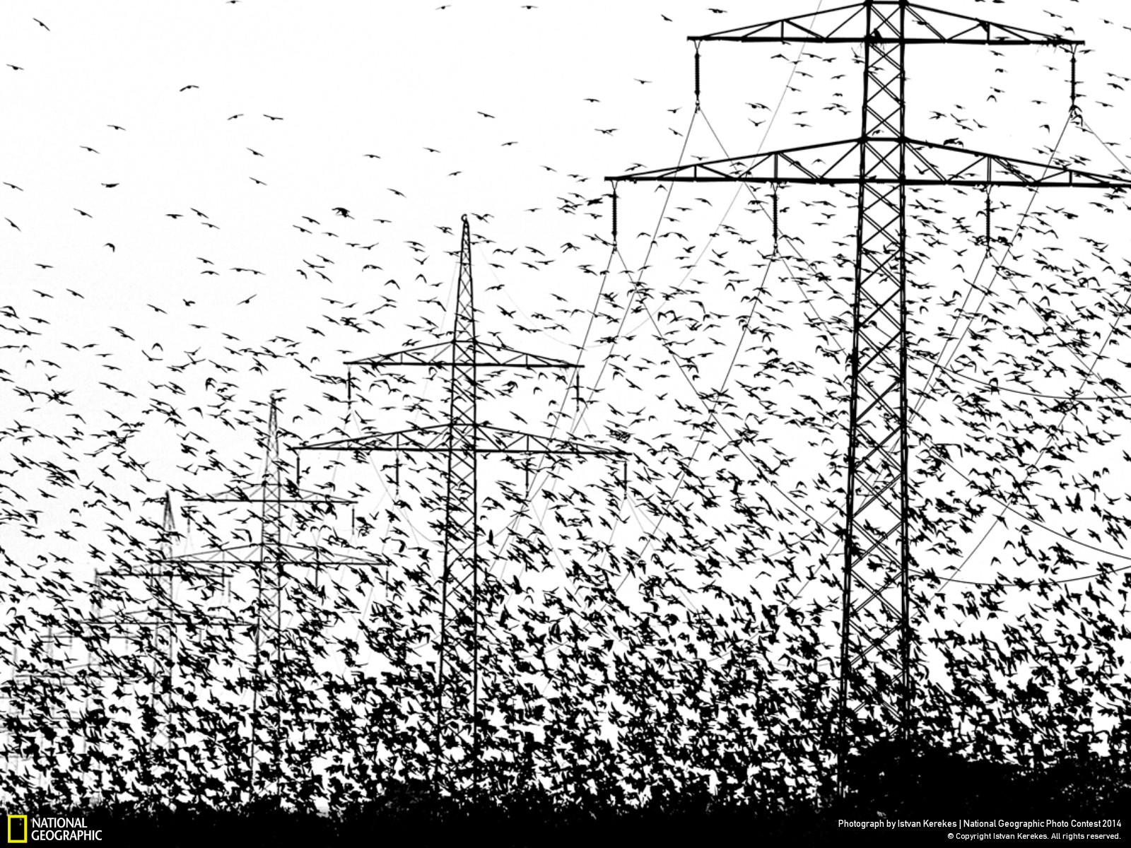 344900 скачать картинку животные, птица, чёрно белое, линии электропередач, птицы - обои и заставки бесплатно