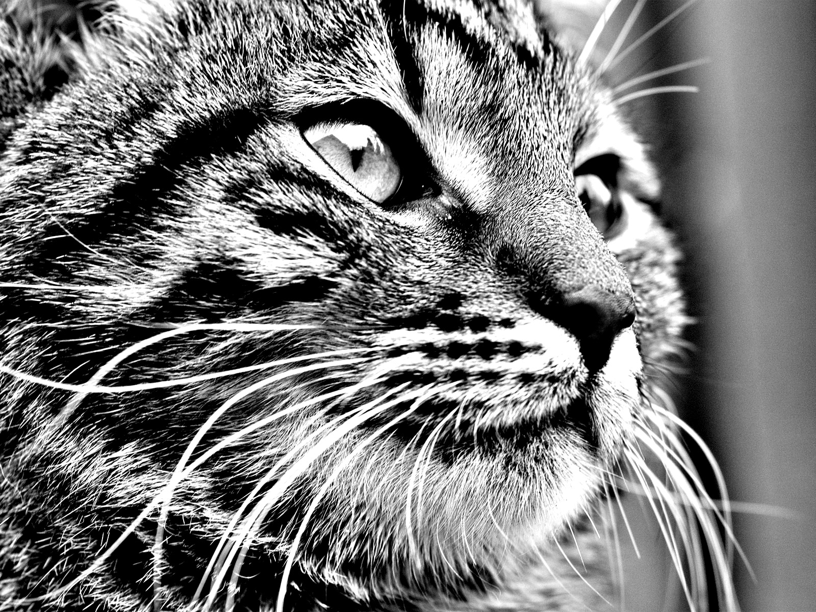 animal, cat, head, cats images