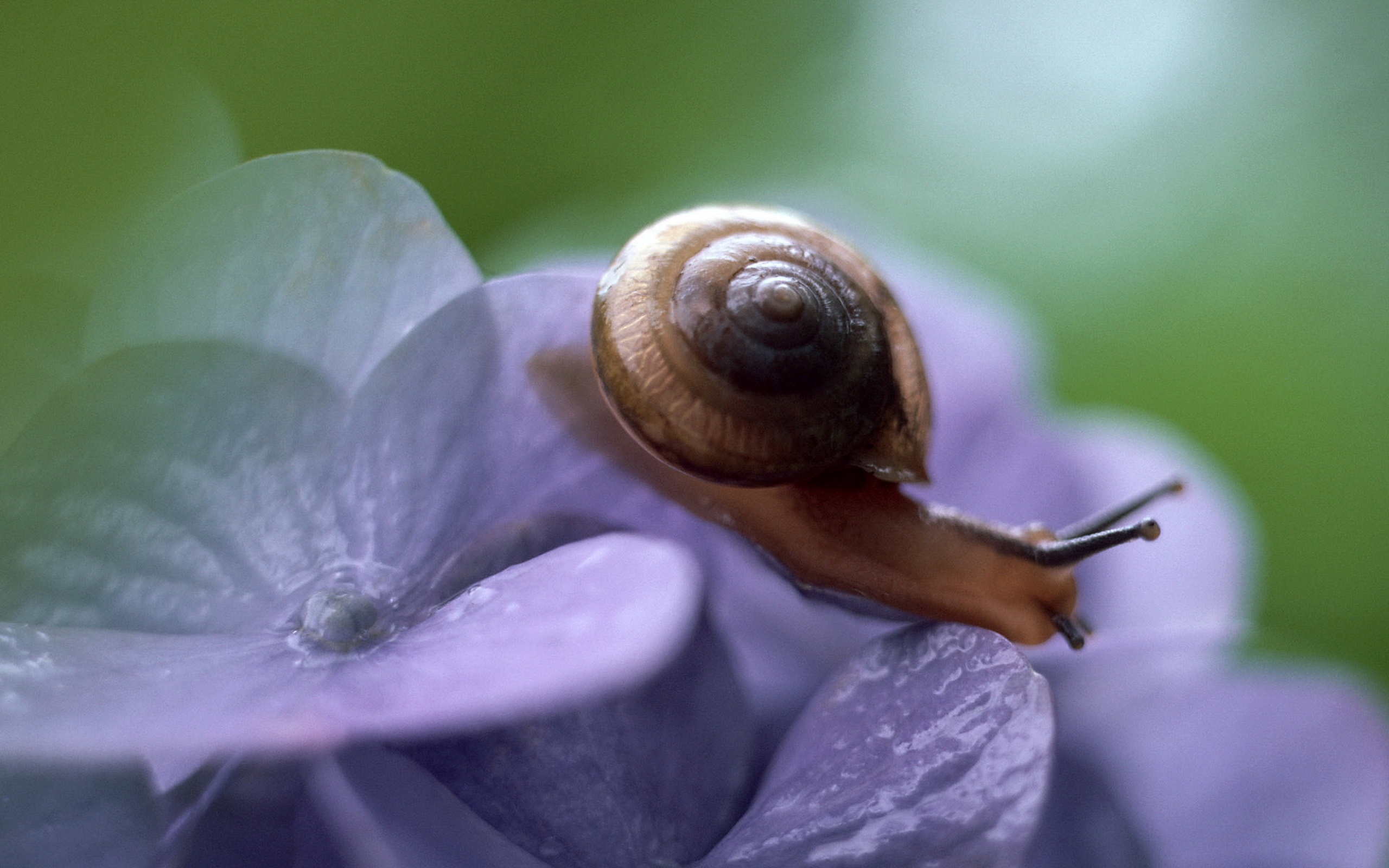 Download mobile wallpaper Snails, Animals for free.
