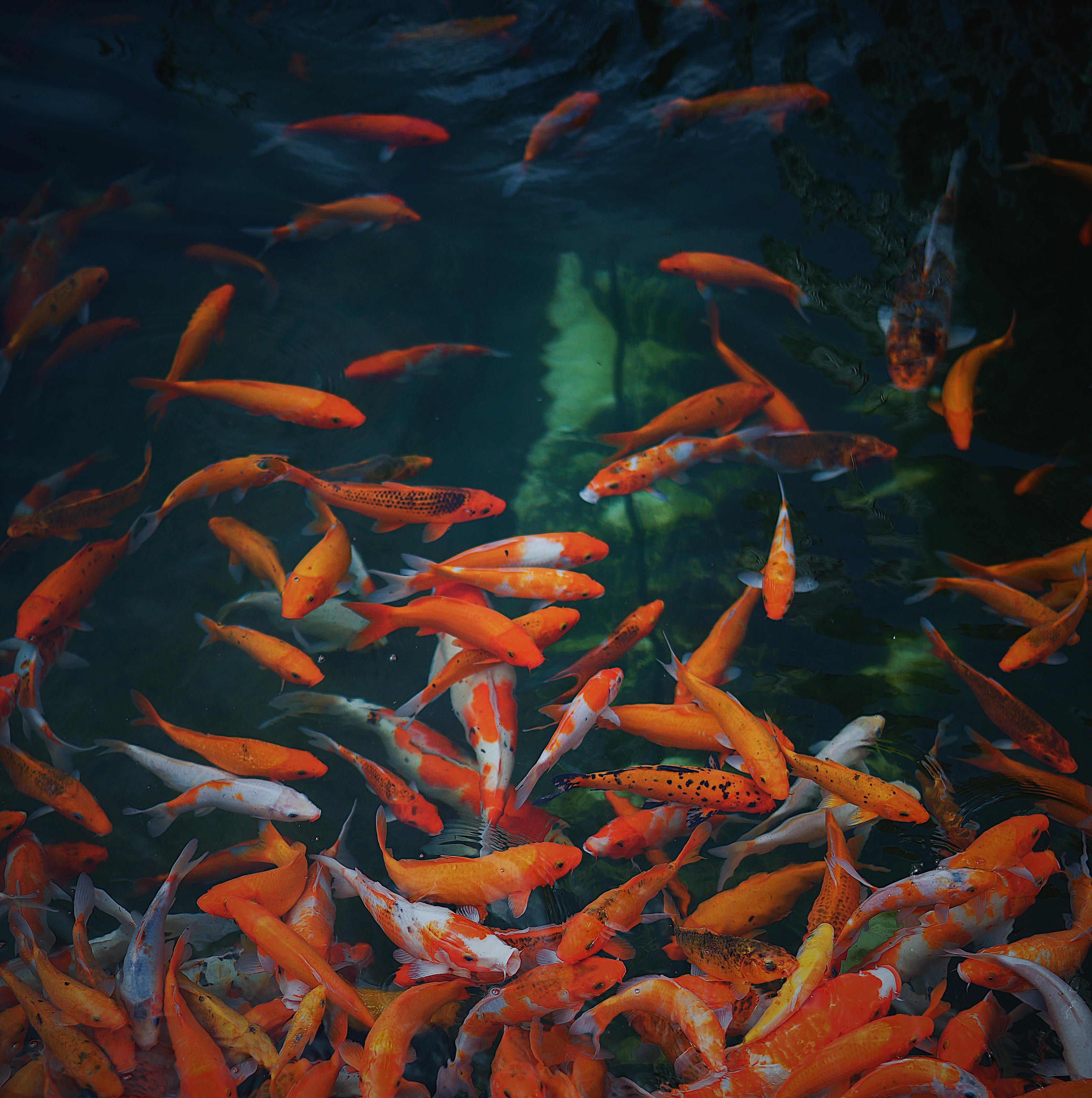 4K, Fishes Ultra HD