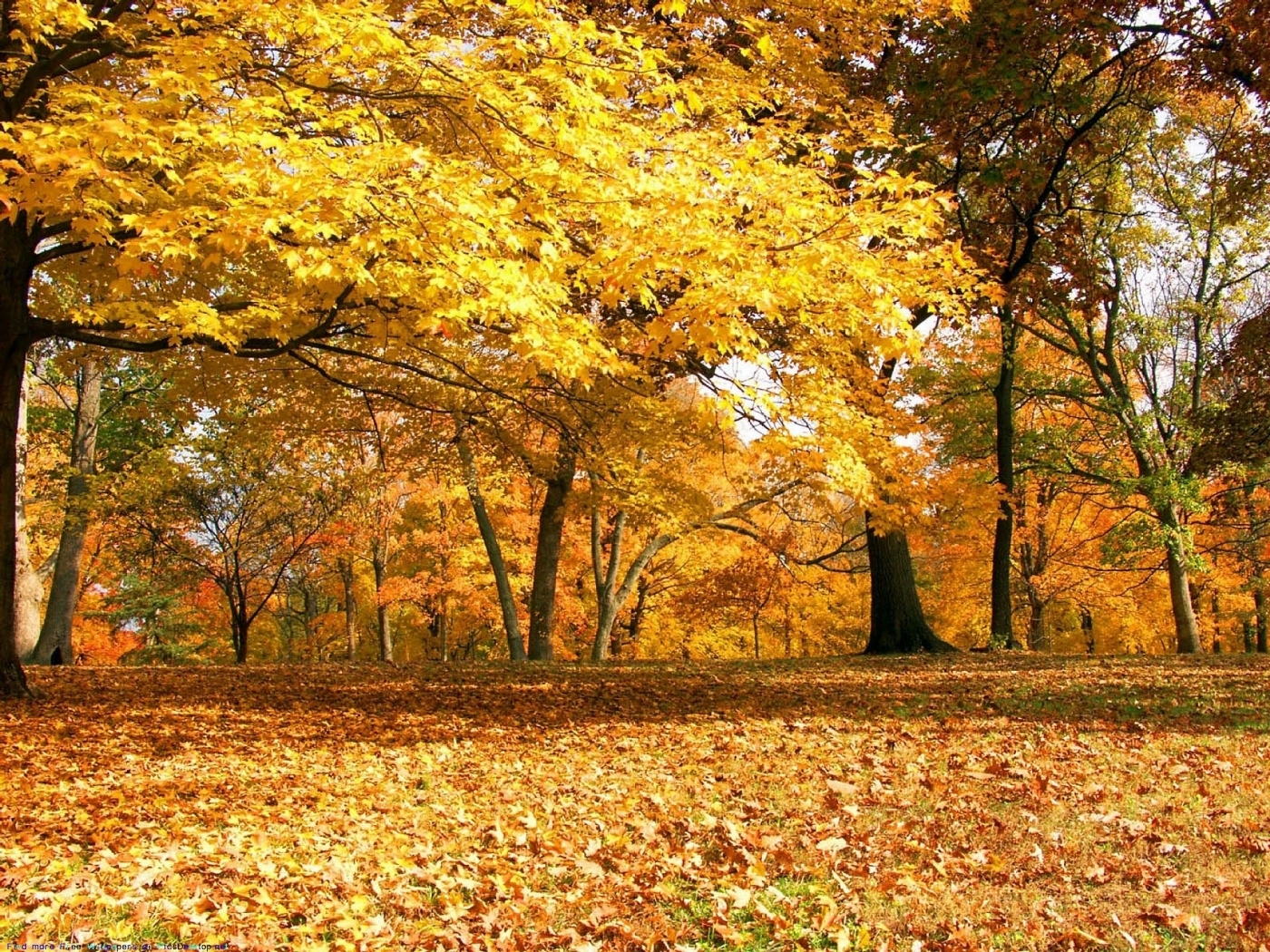 40247 скачать картинку деревья, оранжевые, осень, пейзаж - обои и заставки бесплатно