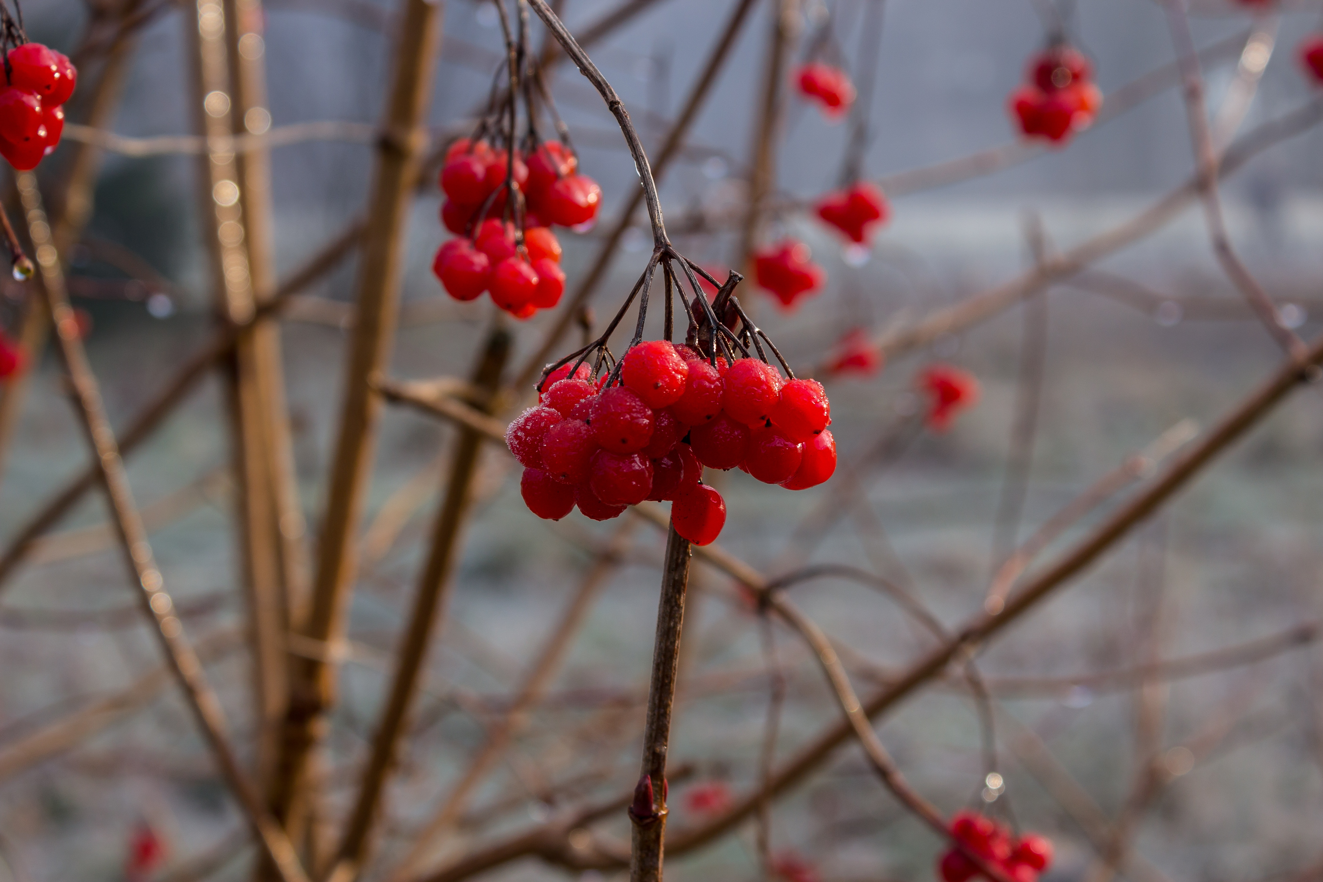 Зимнее дерево с ягодами