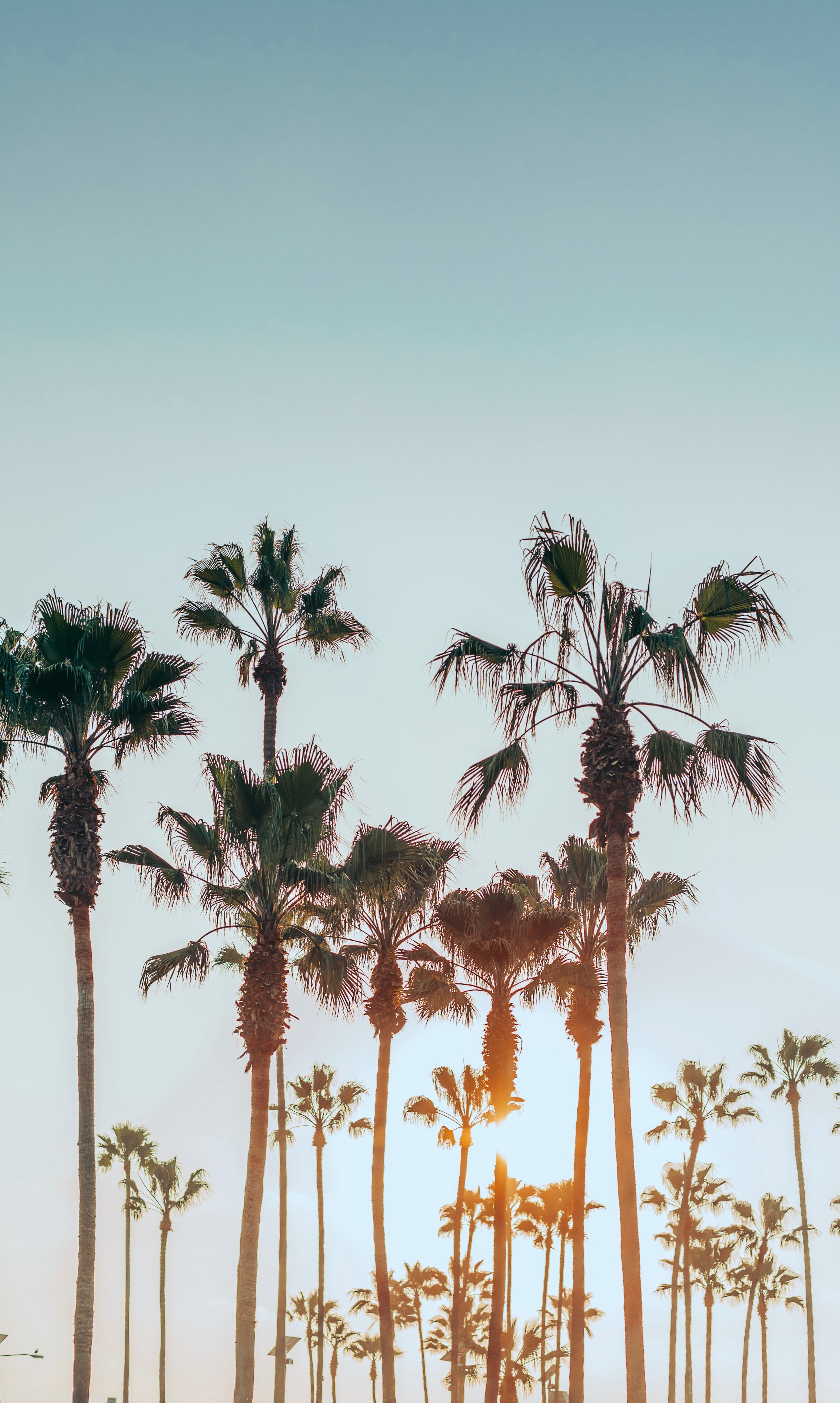 Download mobile wallpaper Sun, Nature, Summer, Palms, Tropics for free.