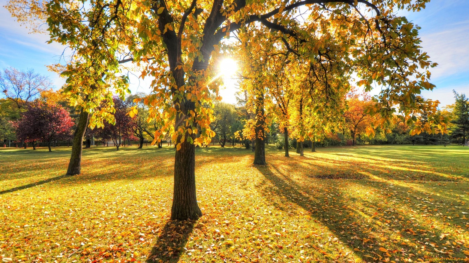 28270 скачать картинку солнце, осень, листья, пейзаж, деревья, желтые - обои и заставки бесплатно