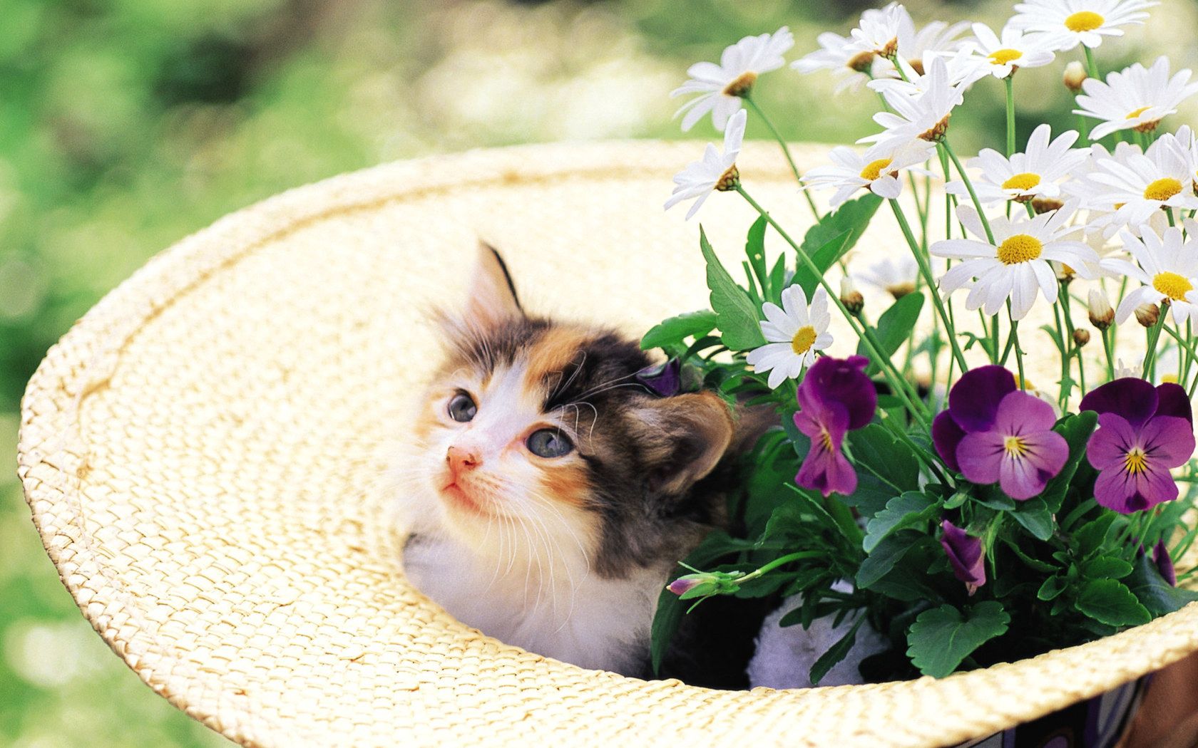 kitty, animals, grass, kitten, muzzle, hat Free Stock Photo