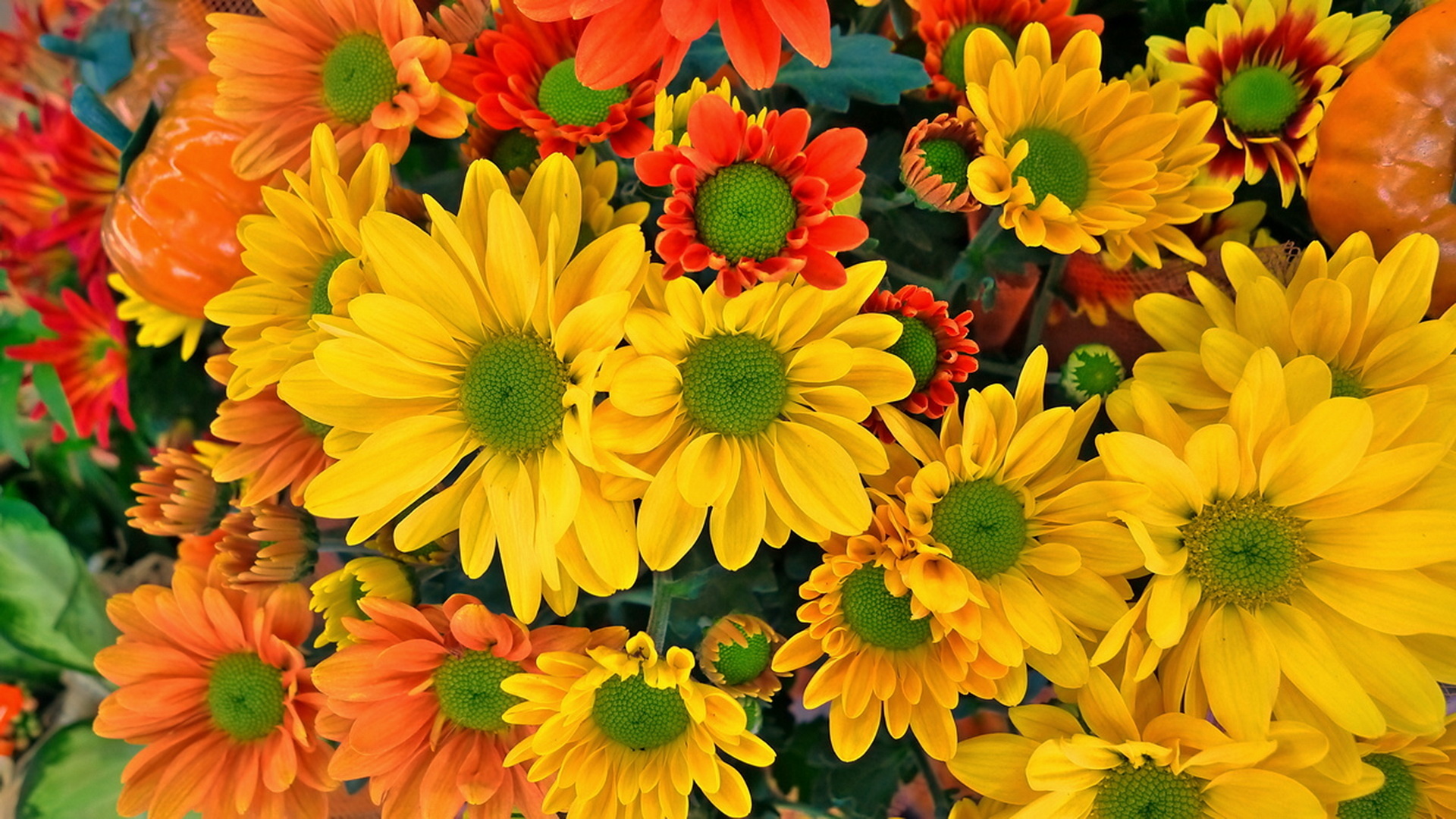 393997壁紙のダウンロード地球, 菊, 花, オレンジフラワー, 黄色い花, フラワーズ-スクリーンセーバーと写真を無料で
