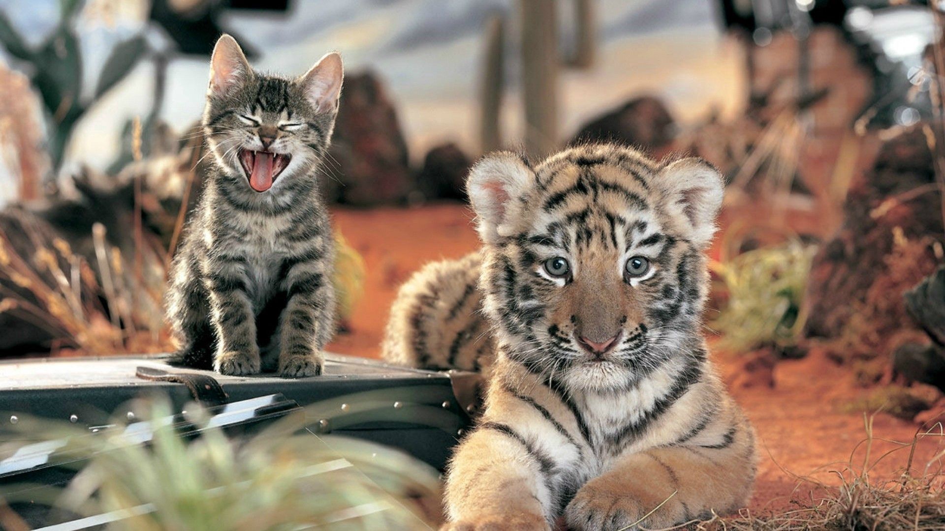 156415 免費下載壁紙 动物, 友谊, 猫咪, 小猫, 尖叫, 尖叫声, 小老虎, 蒂格雷诺克, 猫科 屏保和圖片
