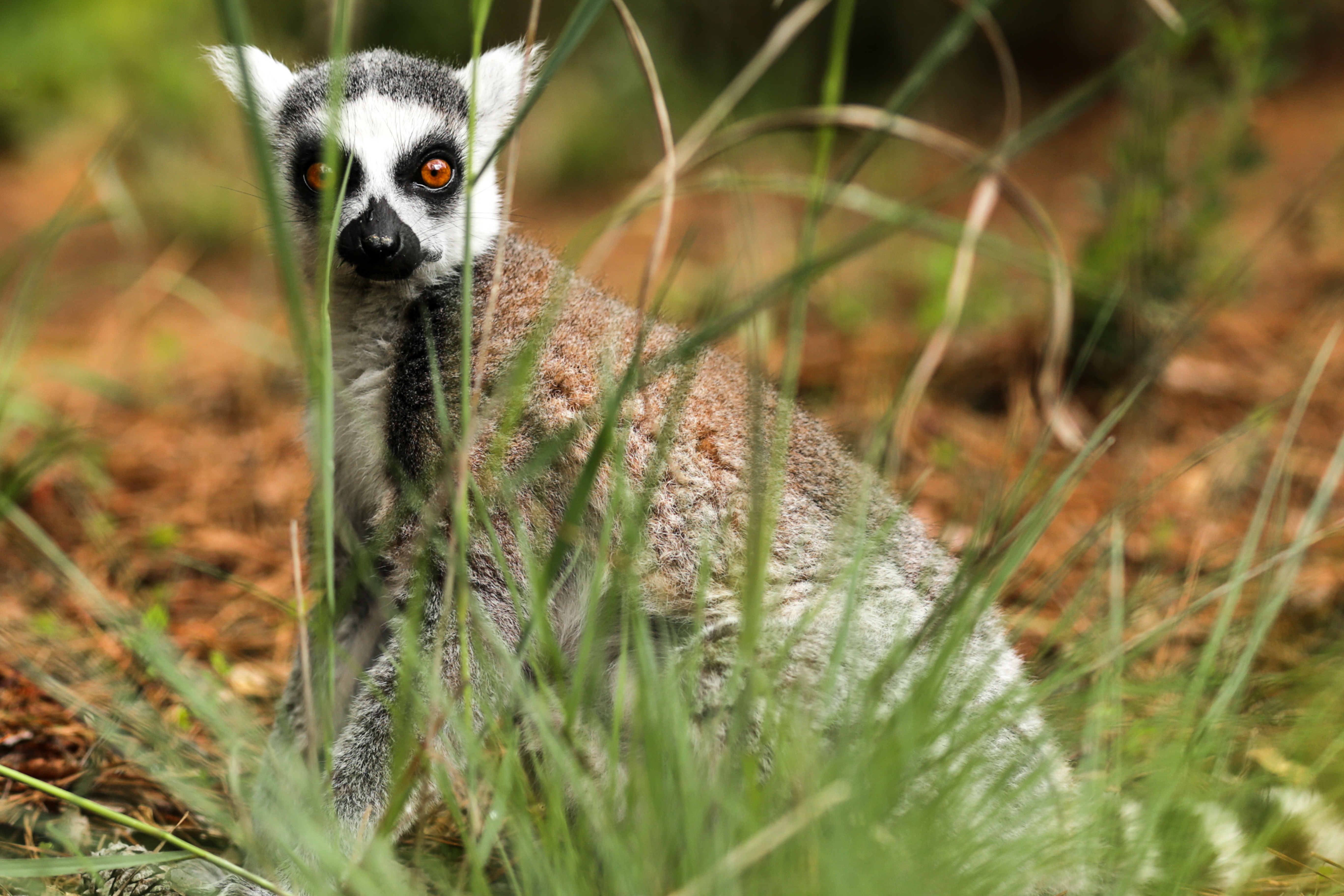 Download mobile wallpaper Is Sitting, Sits, Surprise, Astonishment, Lemur, Grass, Animals for free.