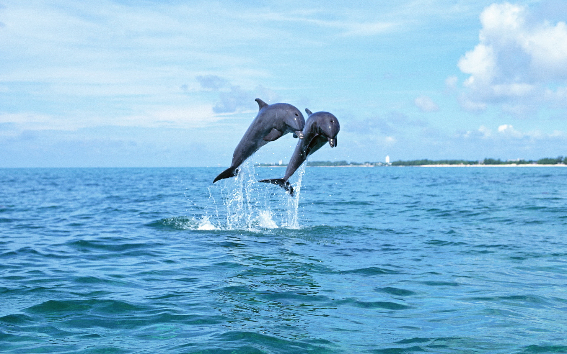 599545 Hintergrundbild herunterladen tiere, delfin, großer tümmler - Bildschirmschoner und Bilder kostenlos