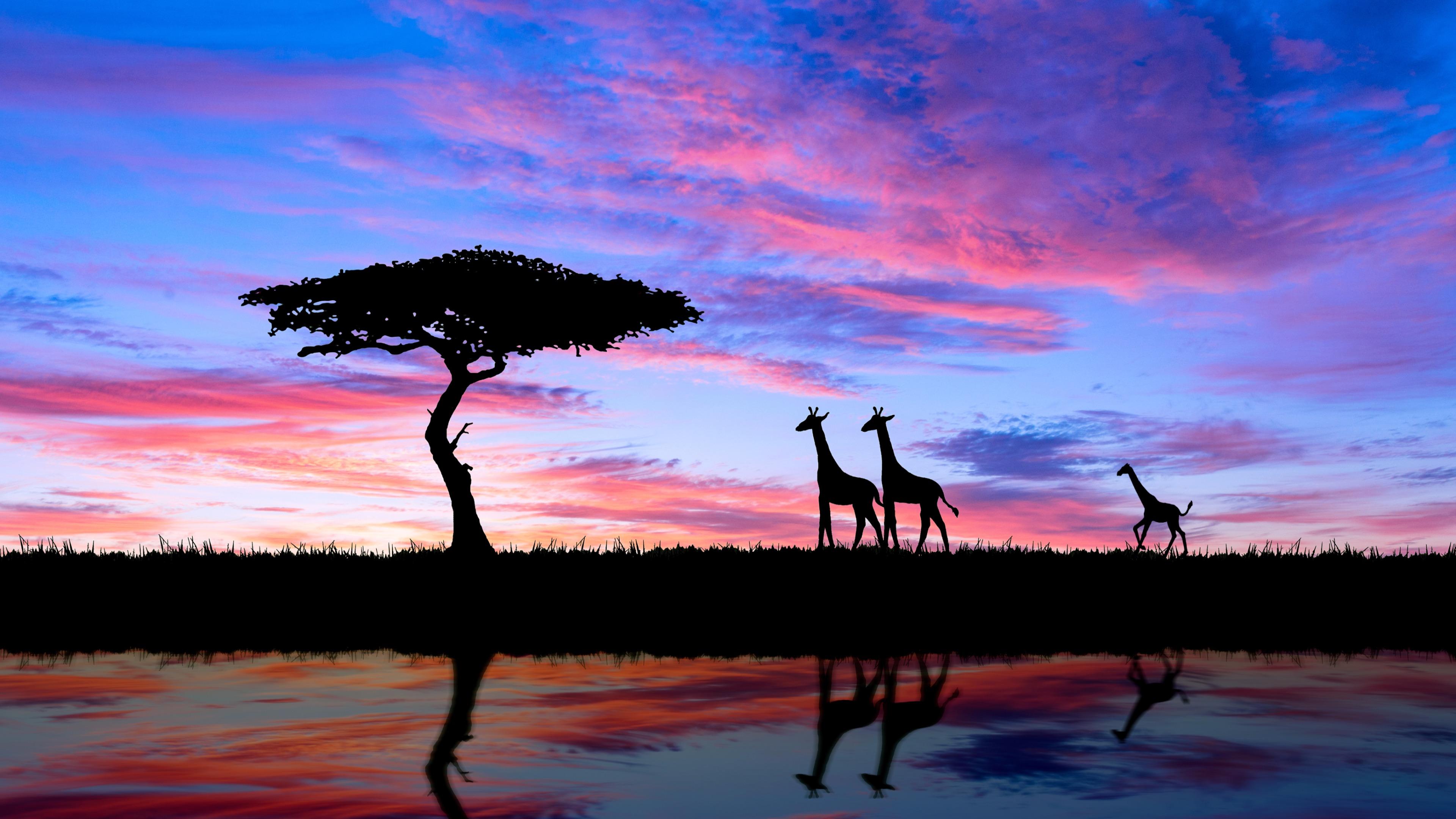Download mobile wallpaper Sunset, Silhouette, Tree, Animal, Giraffe, Africa for free.