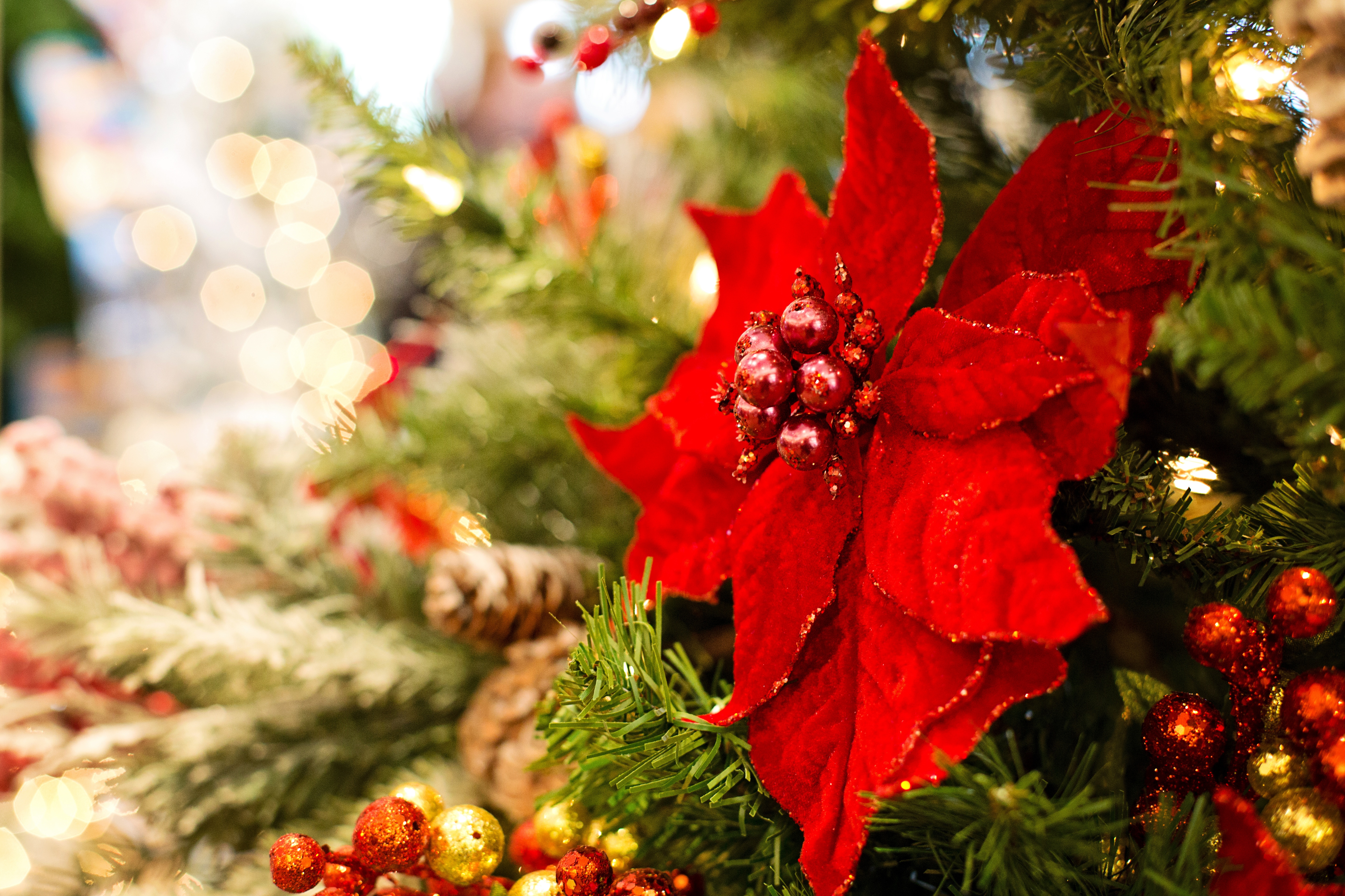90348 baixar papel de parede árvore de natal, natal, férias, folhas, ano novo, vermelho, flor, decoração, poinsétia, festivo, poinsity - protetores de tela e imagens gratuitamente