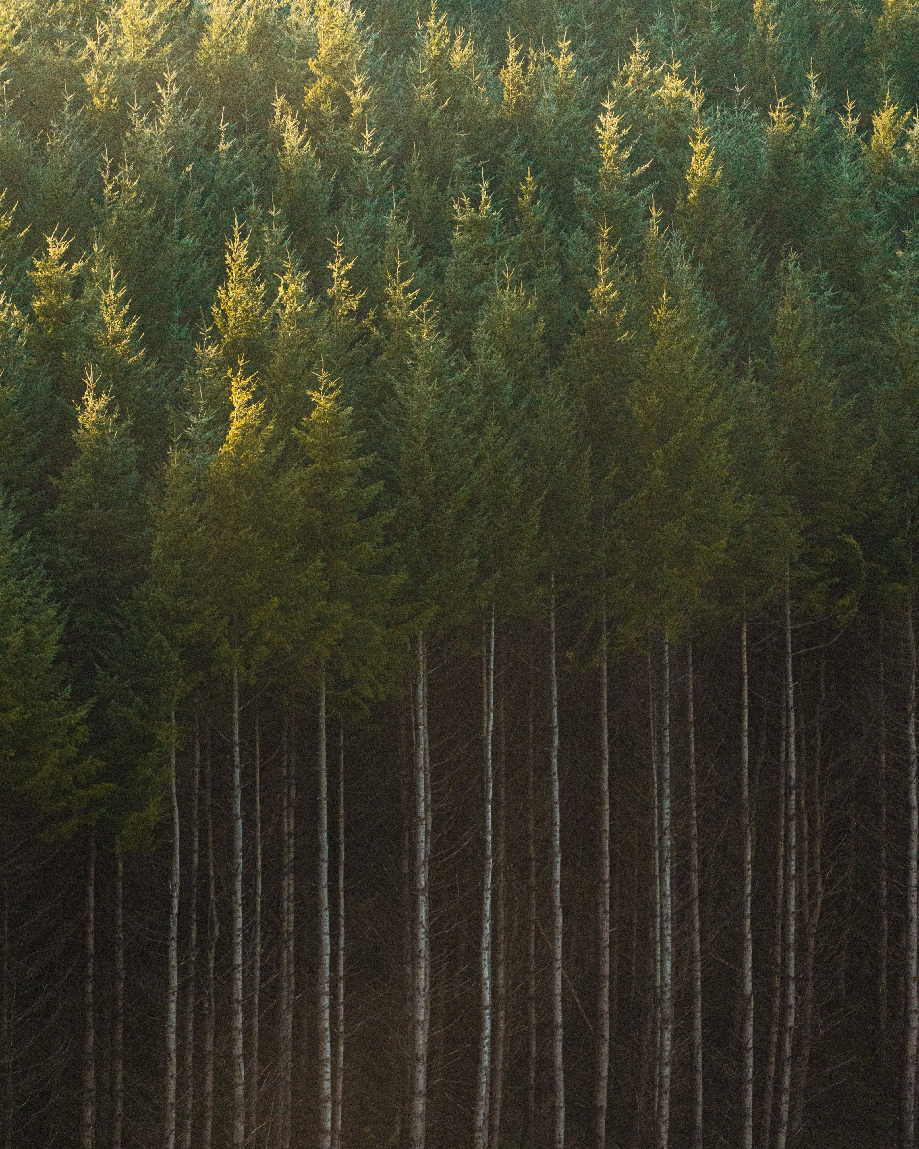 Handy-Wallpaper Bäume, Wald, Fichte, Fir, Koffer, Trunks, Natur kostenlos herunterladen.