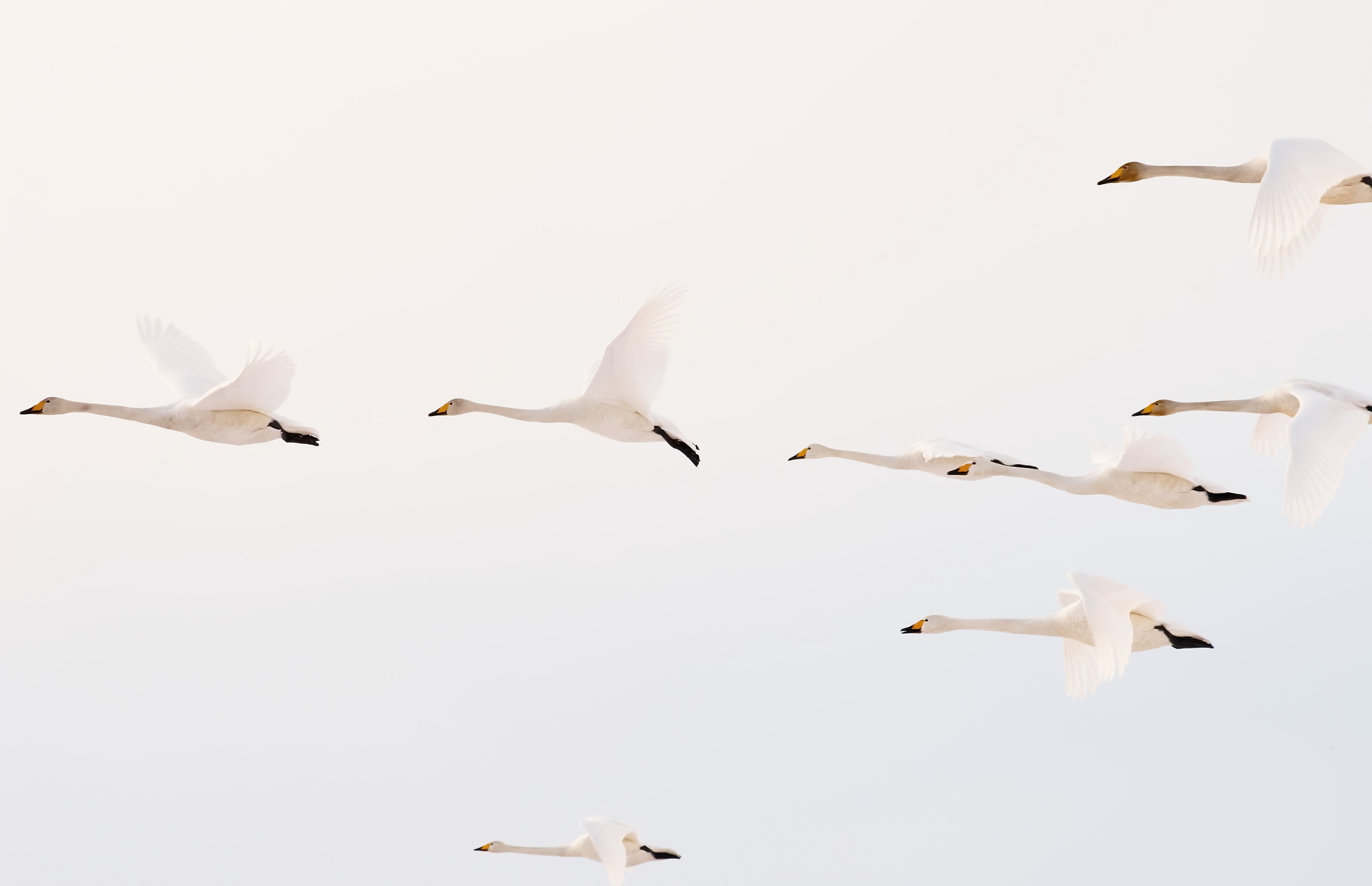 animal, whooper swan, bird, swan, birds HD wallpaper