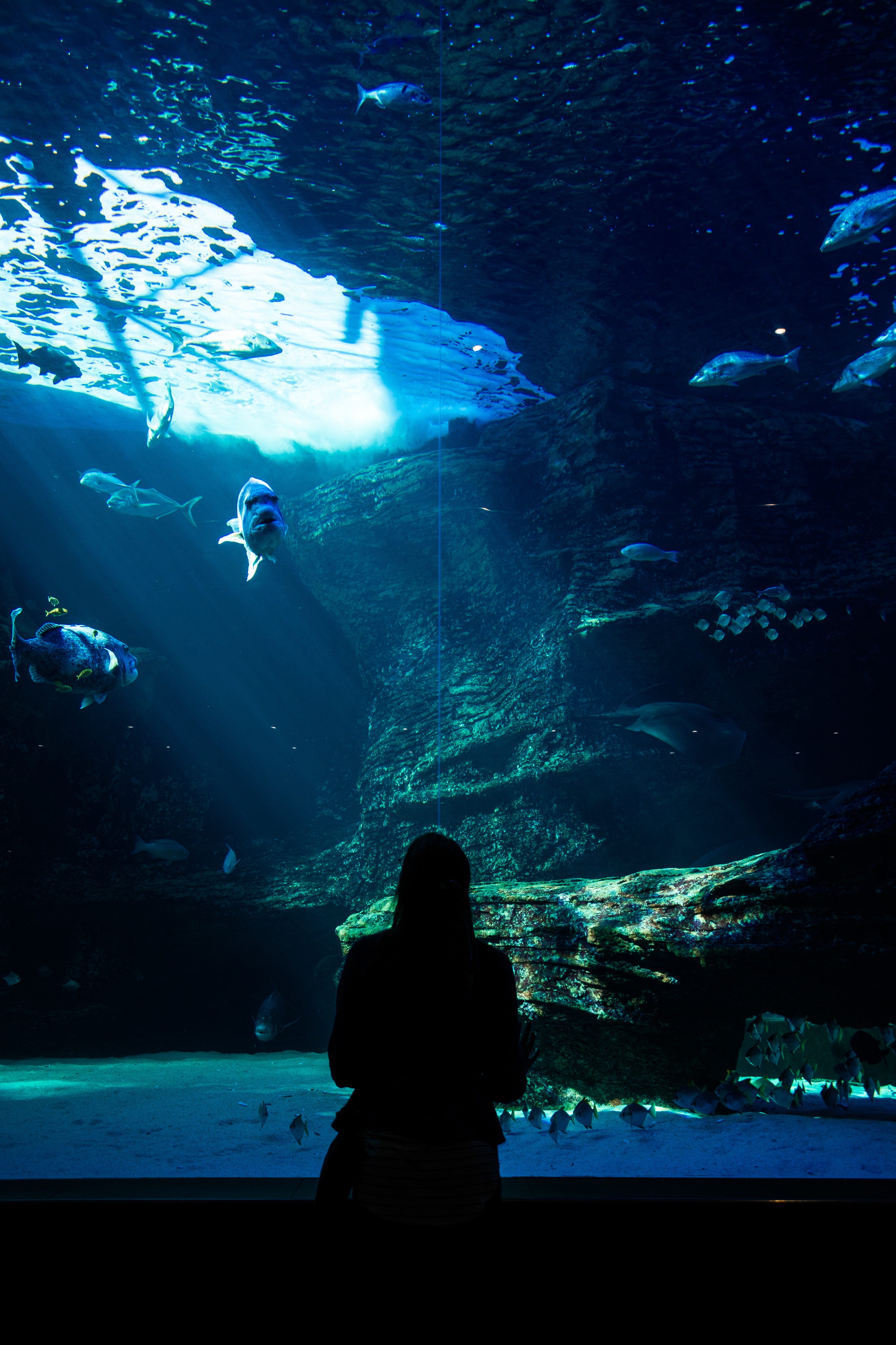 underwater world, silhouette, fishes, aquarium, dark cell phone wallpapers