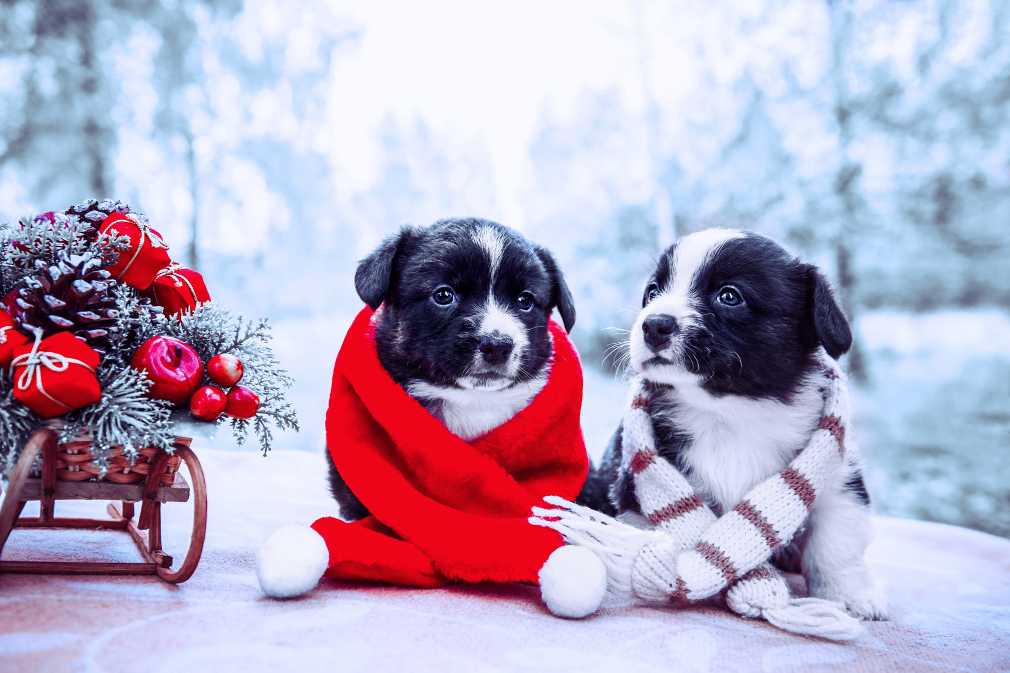 Wallpaper Christmas New Year dog cute animals 5k Holidays 17096