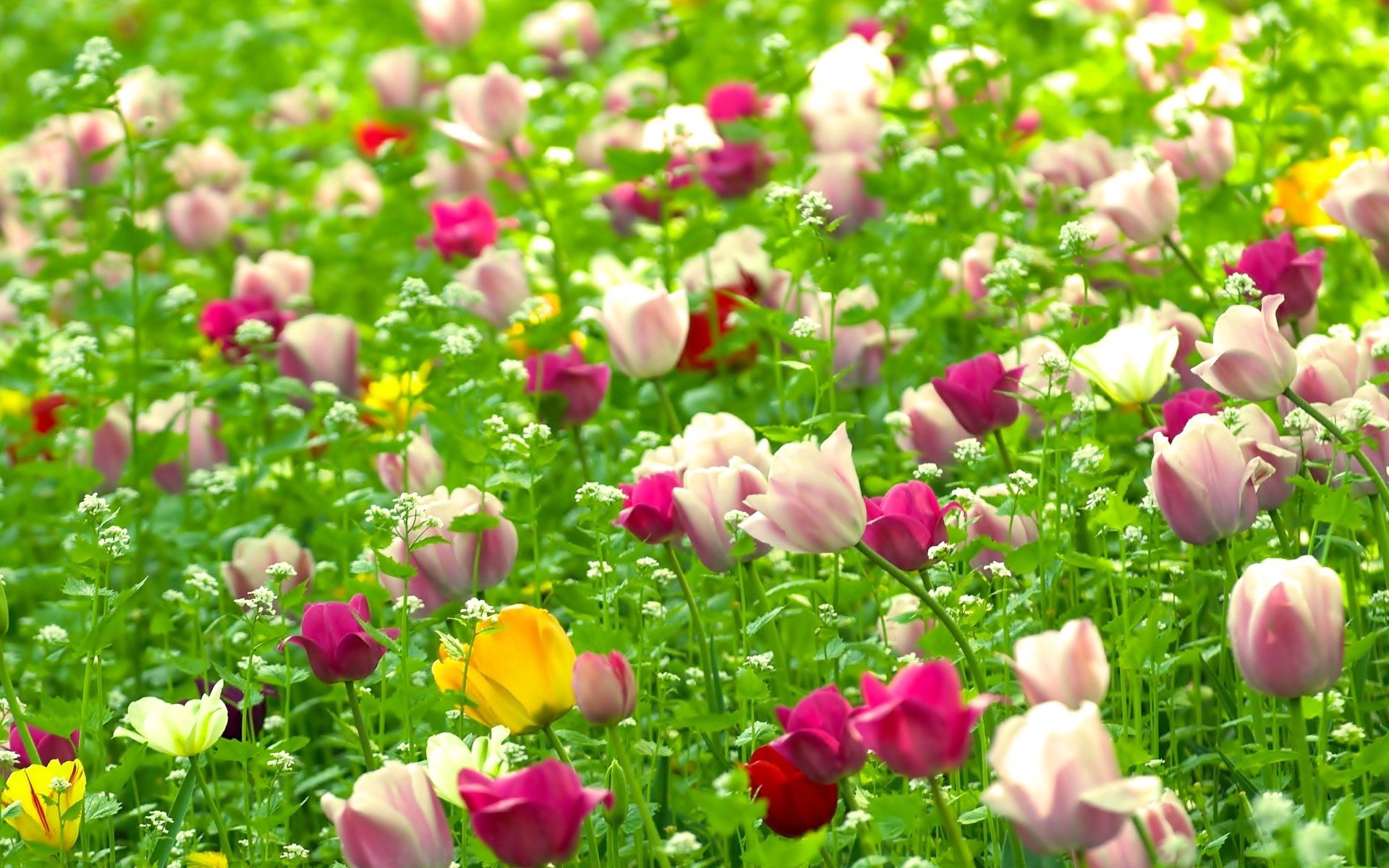 Скачать картинку Природа, Поле, Лето, Тюльпаны, Цветы в телефон бесплатно.