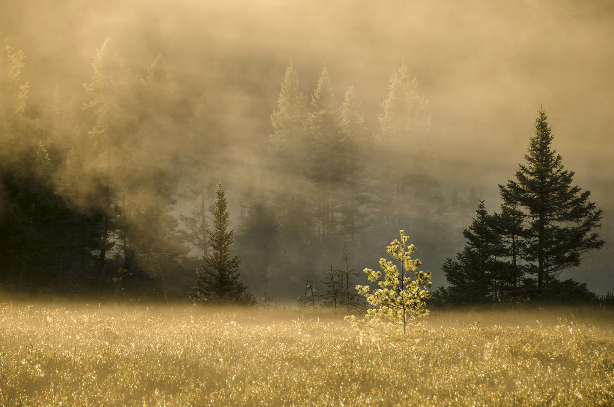 Download mobile wallpaper Trees, Nature, Forest, Fog, Grass for free.