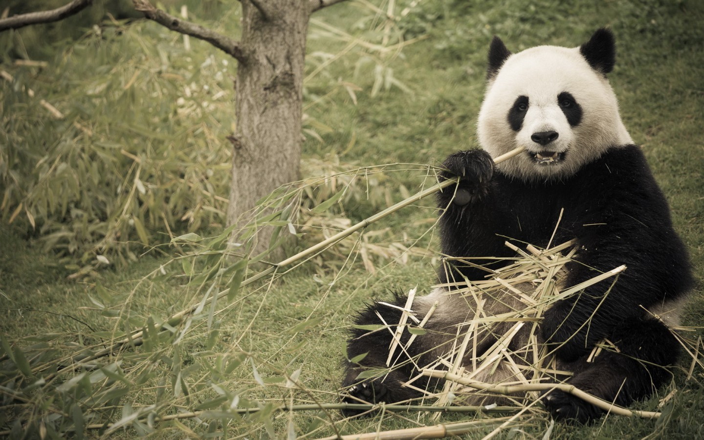 Handy-Wallpaper Tiere, Pandas kostenlos herunterladen.