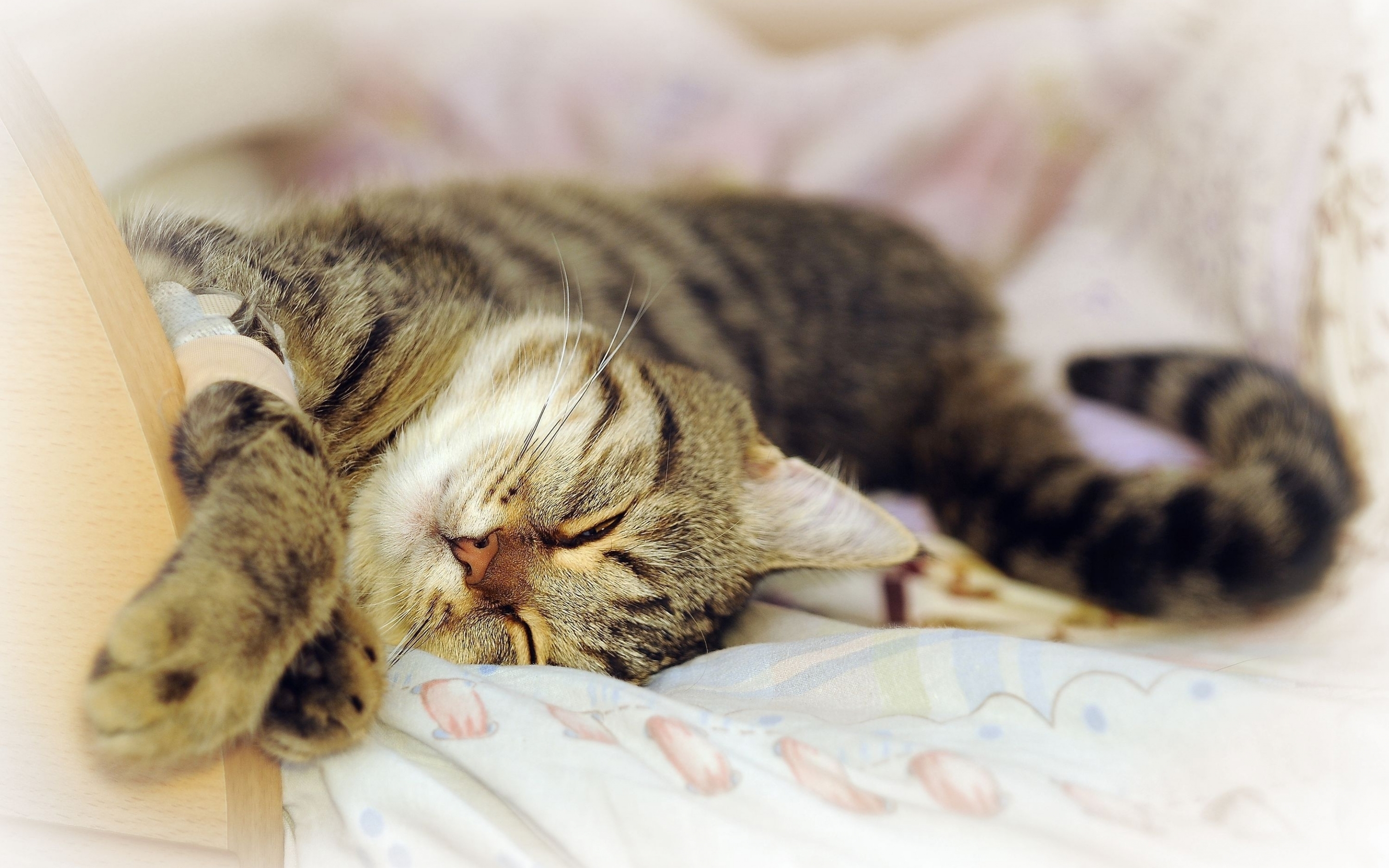 Download mobile wallpaper Sleep, Animals, Lie, Playful, To Lie Down, Dream, Cat for free.