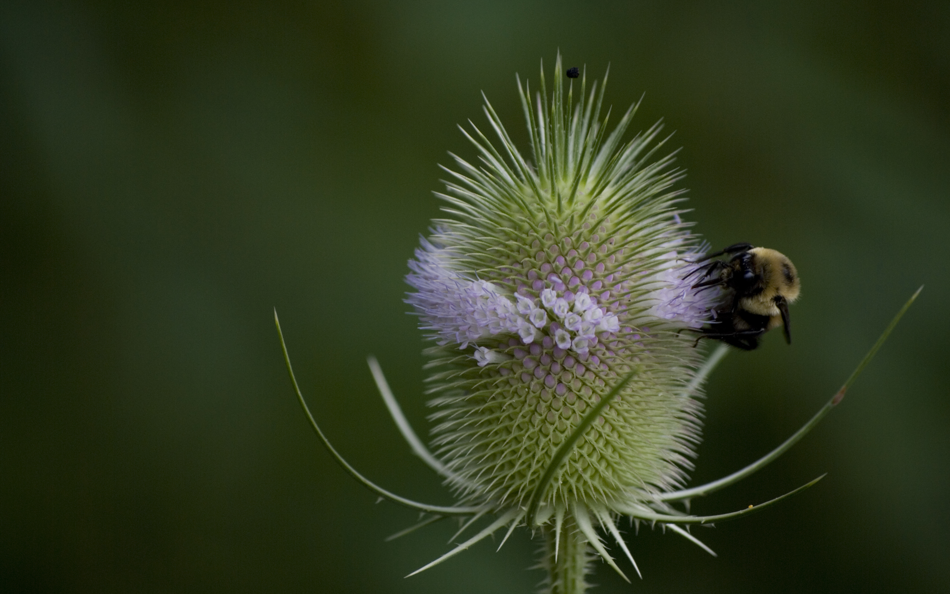 animal, bee, bumblebee, flower, nectar, insects