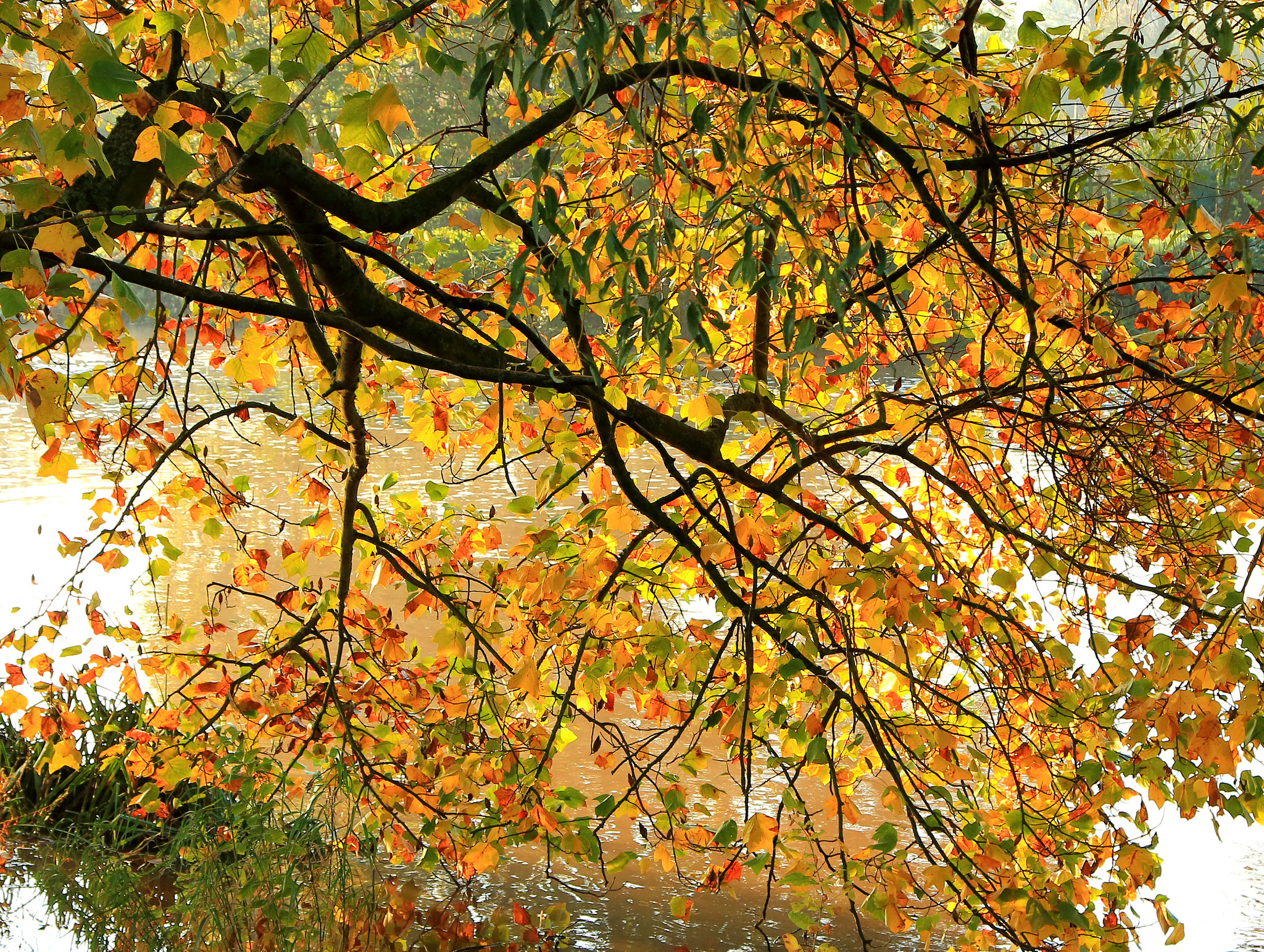 80488 скачать картинку ветки, листва, природа, осень, дерево - обои и заставки бесплатно