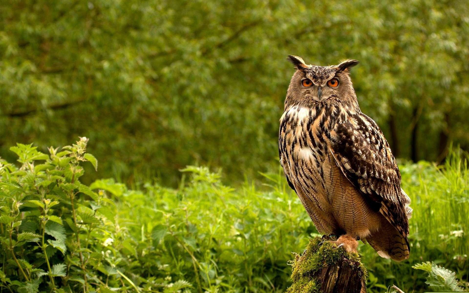 owl, animals, grass, bird, greens, predator