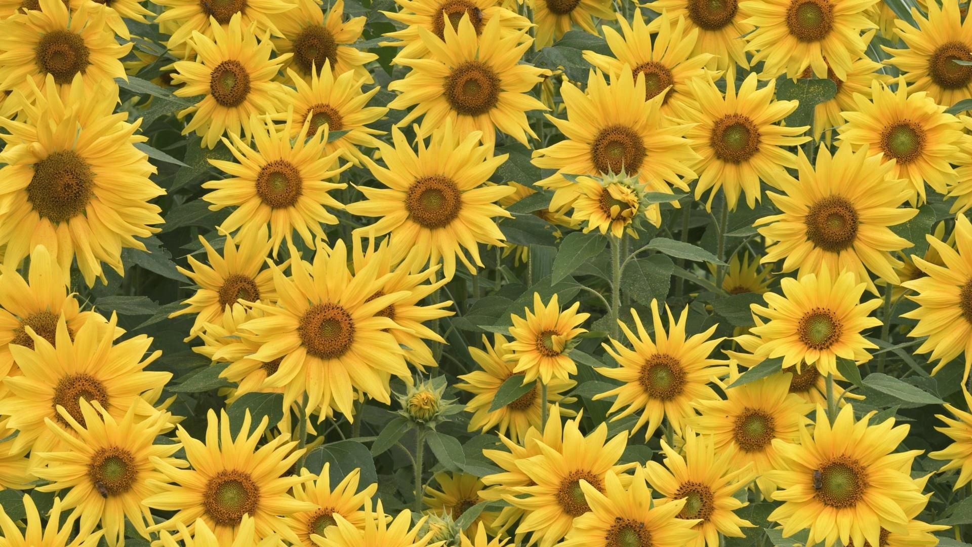 92421 Hintergrundbild herunterladen sommer, sonnenblumen, blumen, grüne, grünen, feld - Bildschirmschoner und Bilder kostenlos