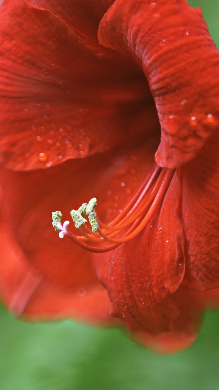 earth, amaryllis, red flower, nature, flower, blur, flowers Full HD