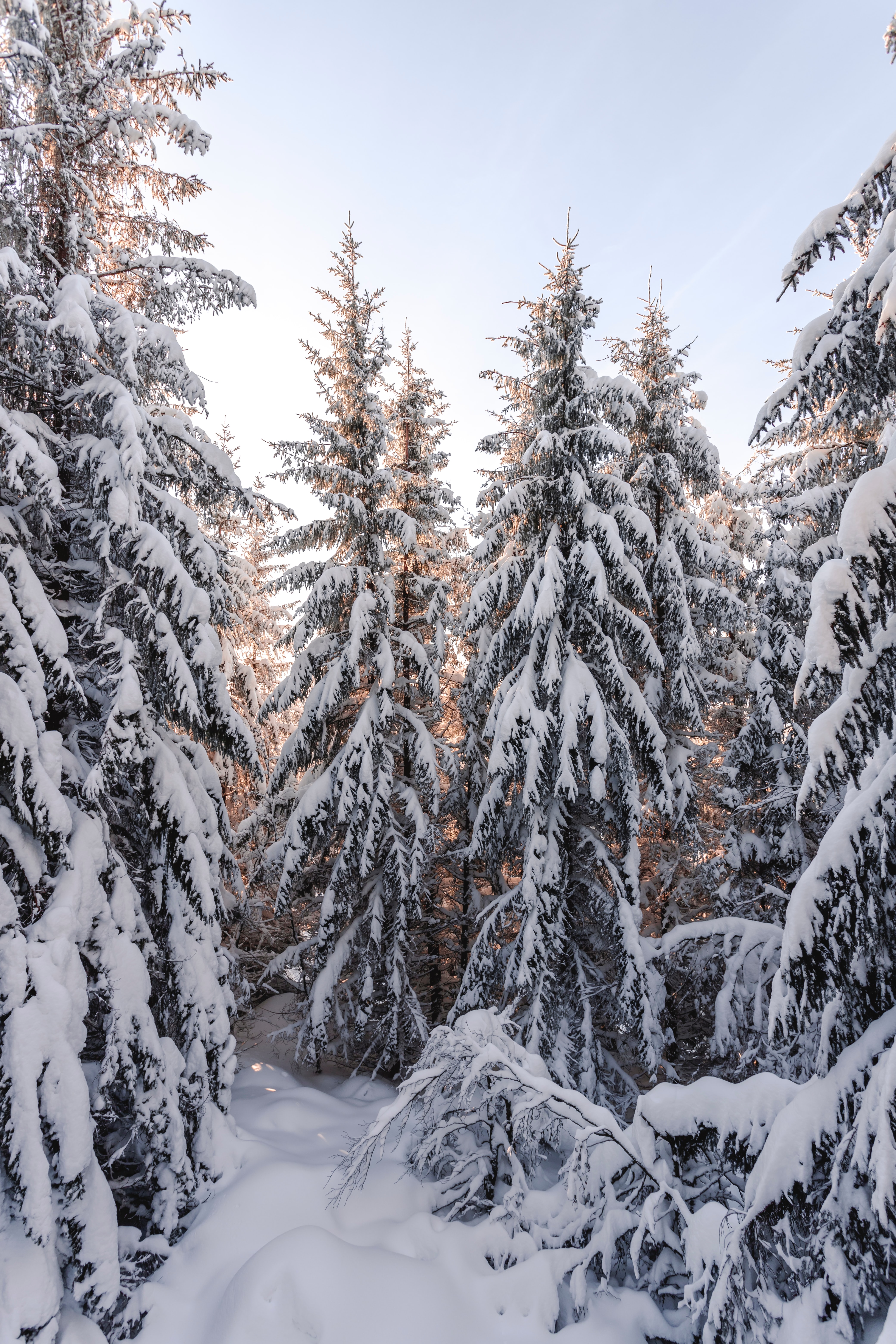 Download mobile wallpaper Snow, Snowbound, Trees, Nature, Snow Covered, Winter, Fir Trees for free.