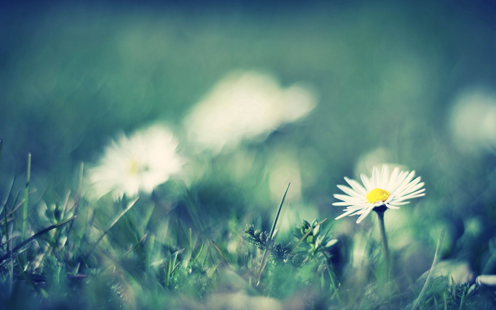 Download mobile wallpaper Greased, Smeared, Field, Flowers, Grass, Macro, Camomile for free.
