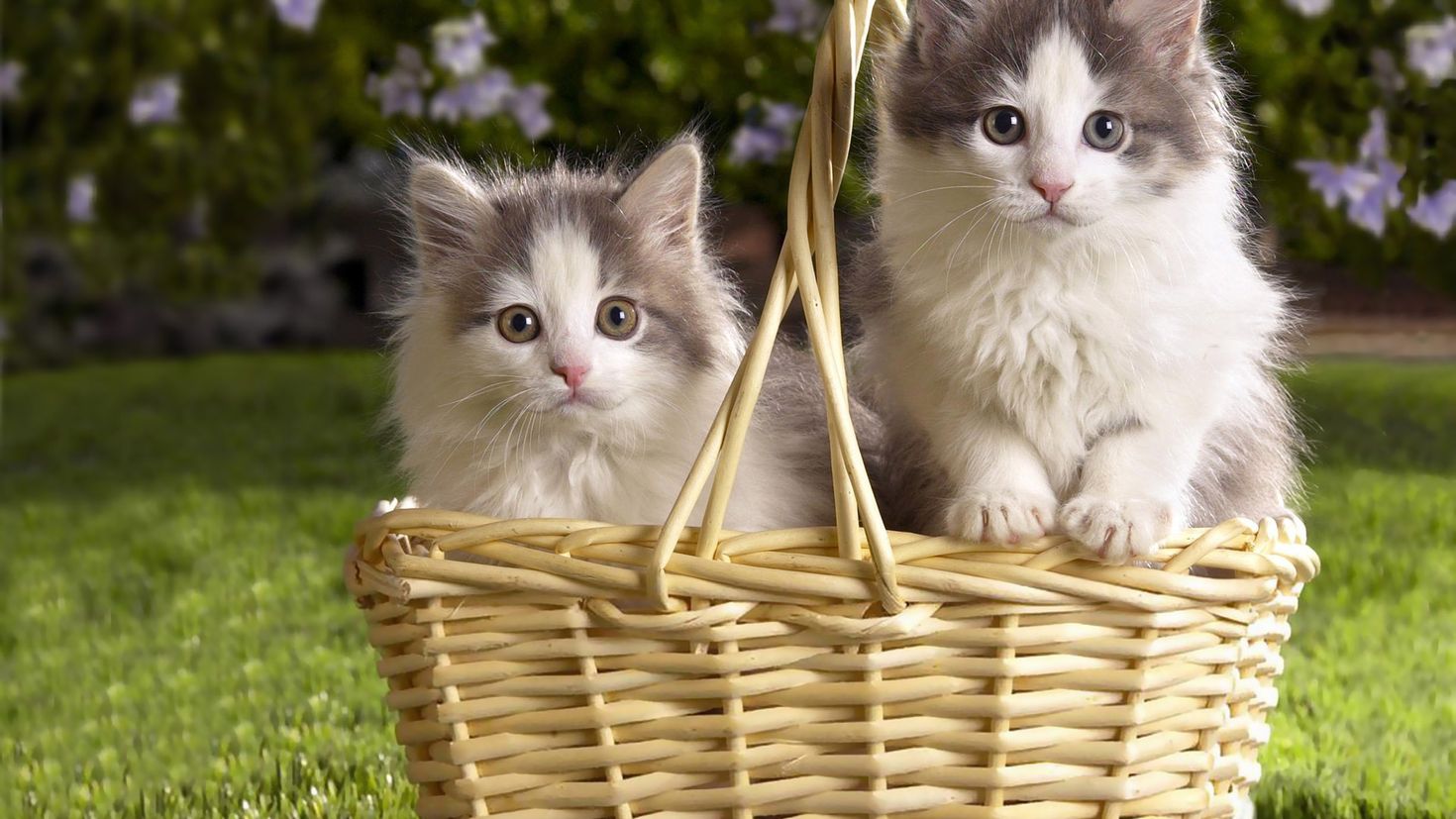 Котики в корзинке. Кошка в лукошке. Корзинка для кошки. Красивые котята. Киса дом