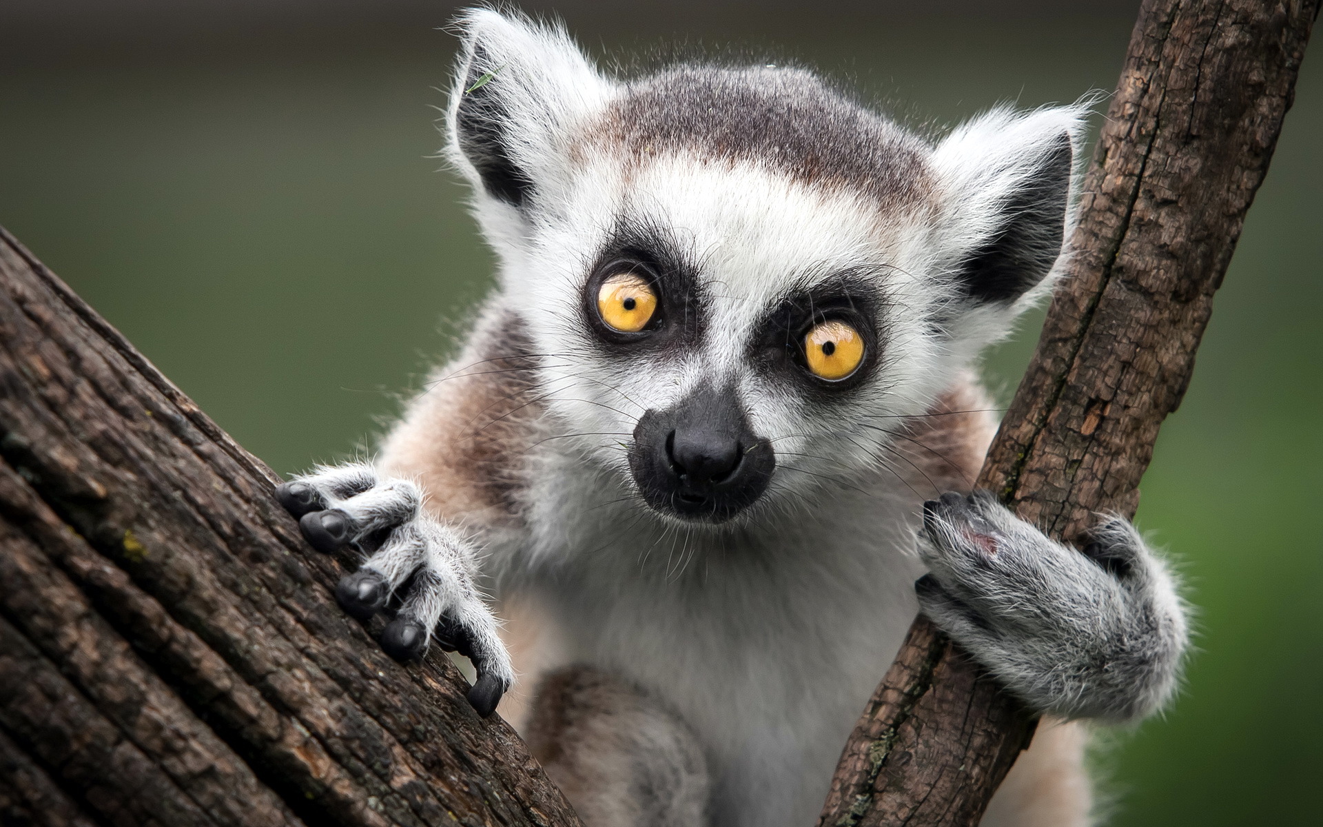 296395 Bild herunterladen tiere, lemur, affen - Hintergrundbilder und Bildschirmschoner kostenlos