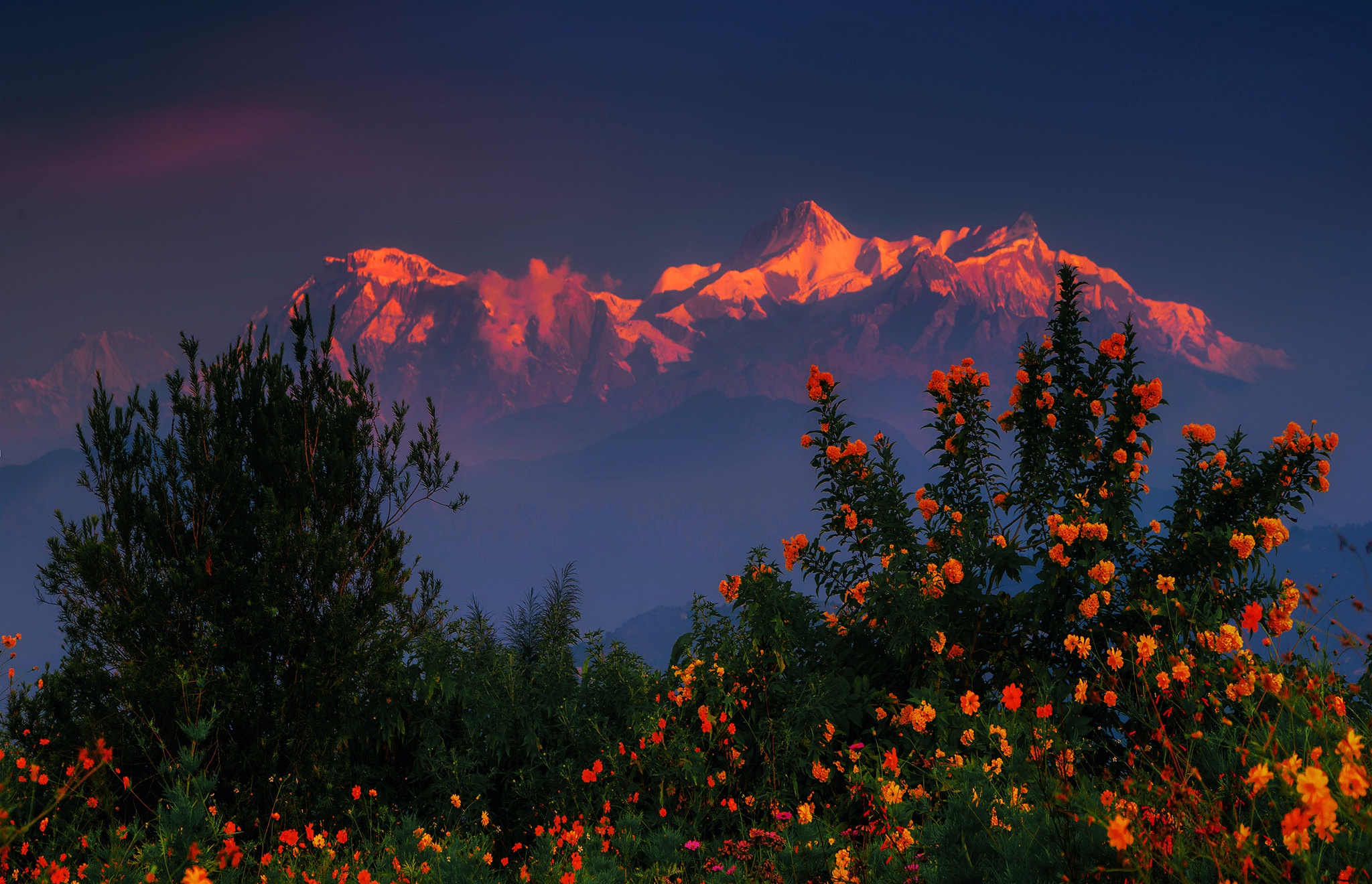 nepal, himalayas, earth, bush, flower, mountain, sunset, mountains 4K Ultra