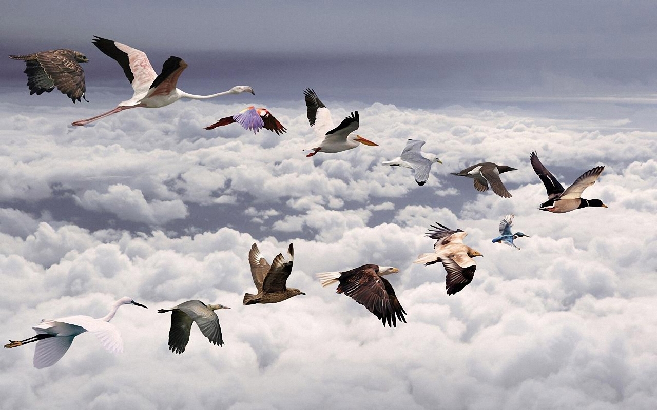 無料モバイル壁紙動物, 鳥, 写真をダウンロードします。