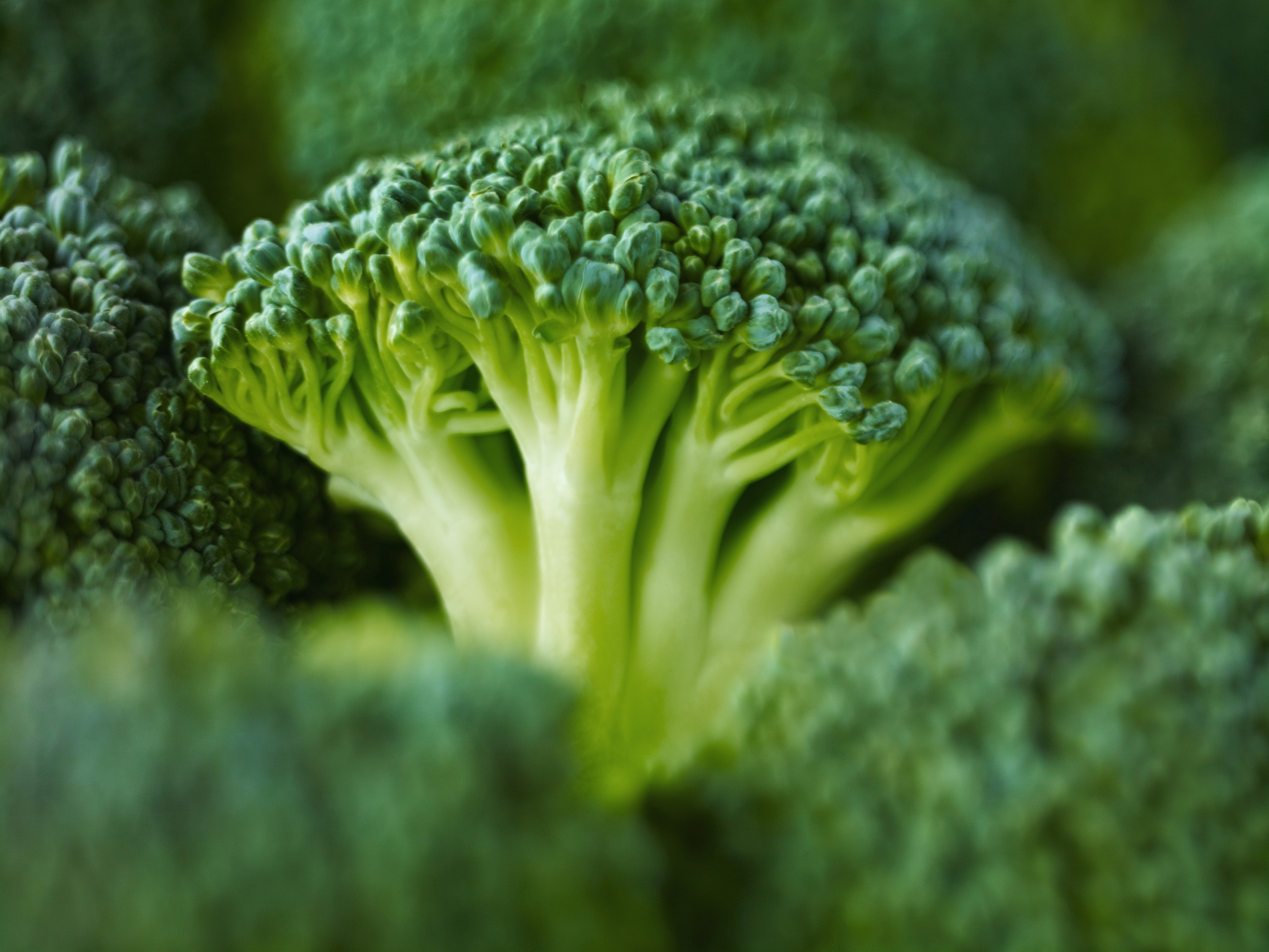  Broccoli Windows Backgrounds