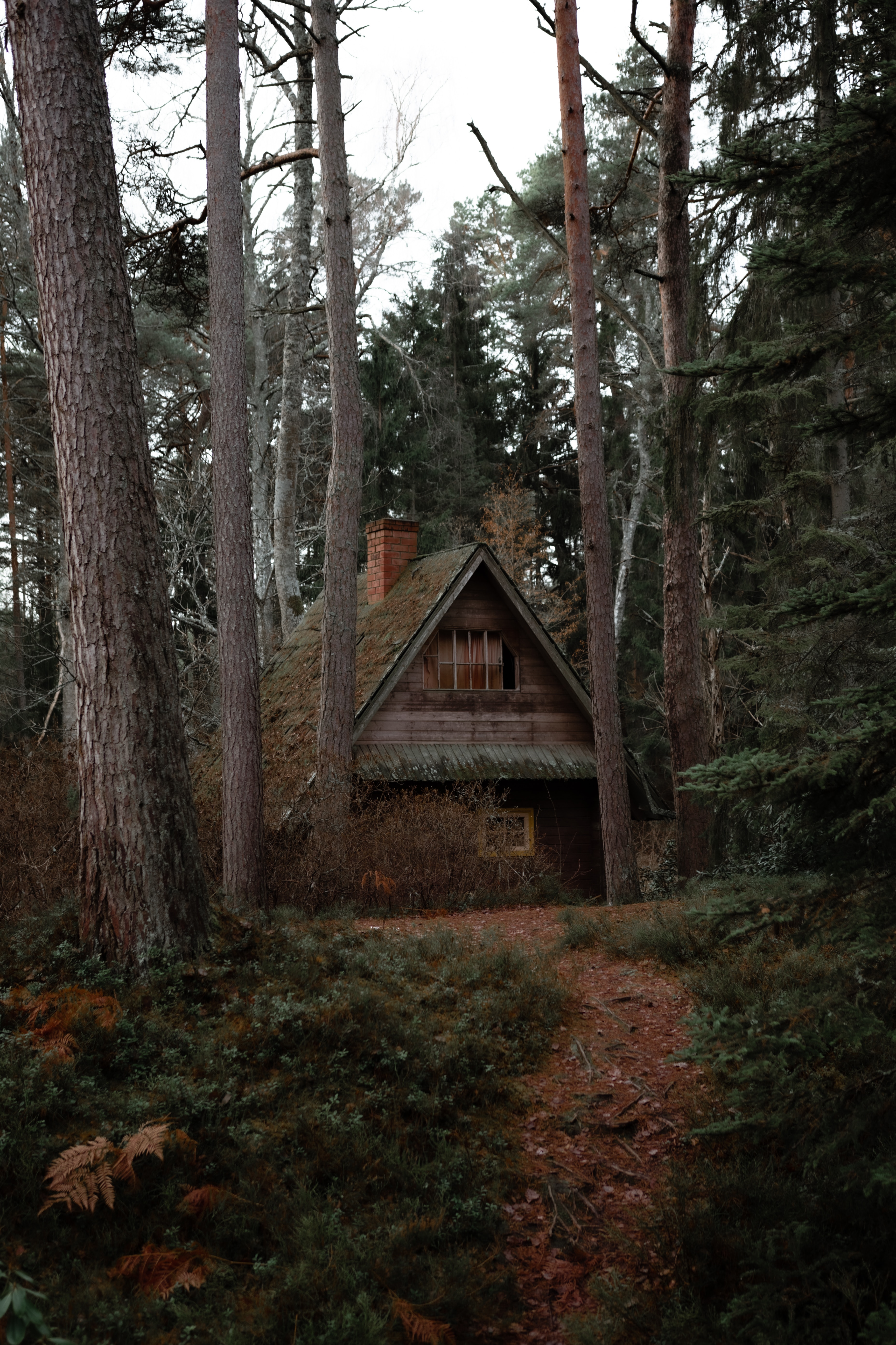 small house, trees, nature, privacy, seclusion, miscellanea, miscellaneous, forest, lodge