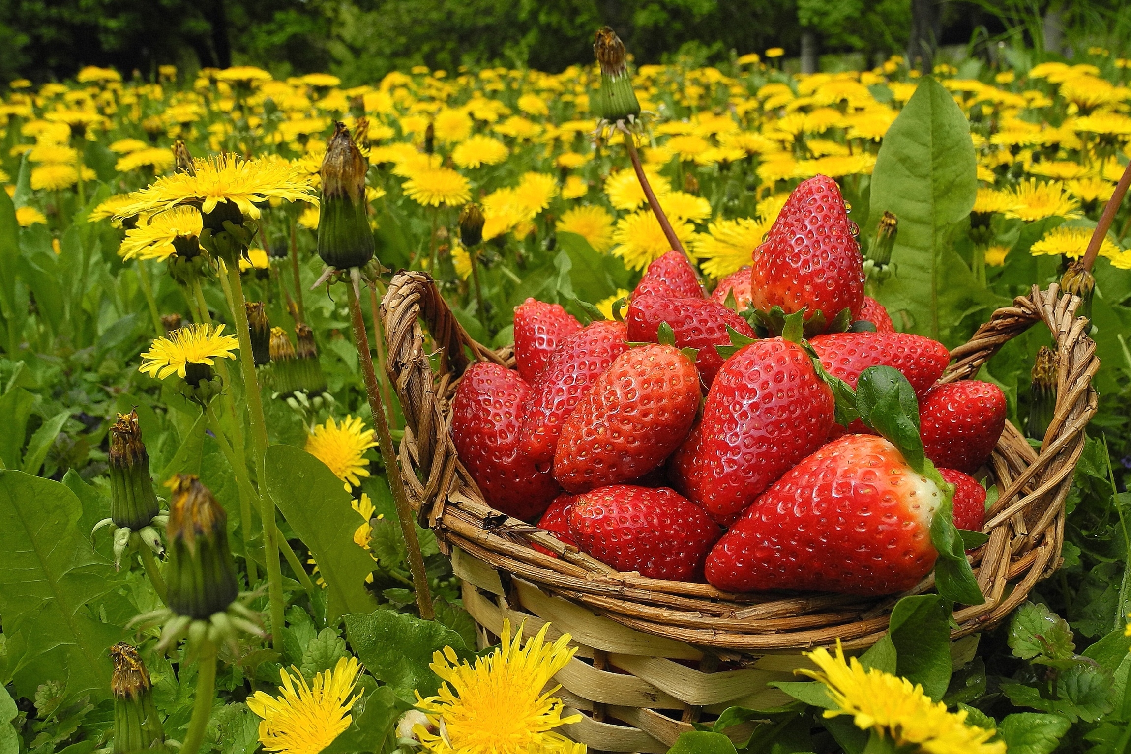 flowers, food, strawberry, dandelions, berries, basket, meadow