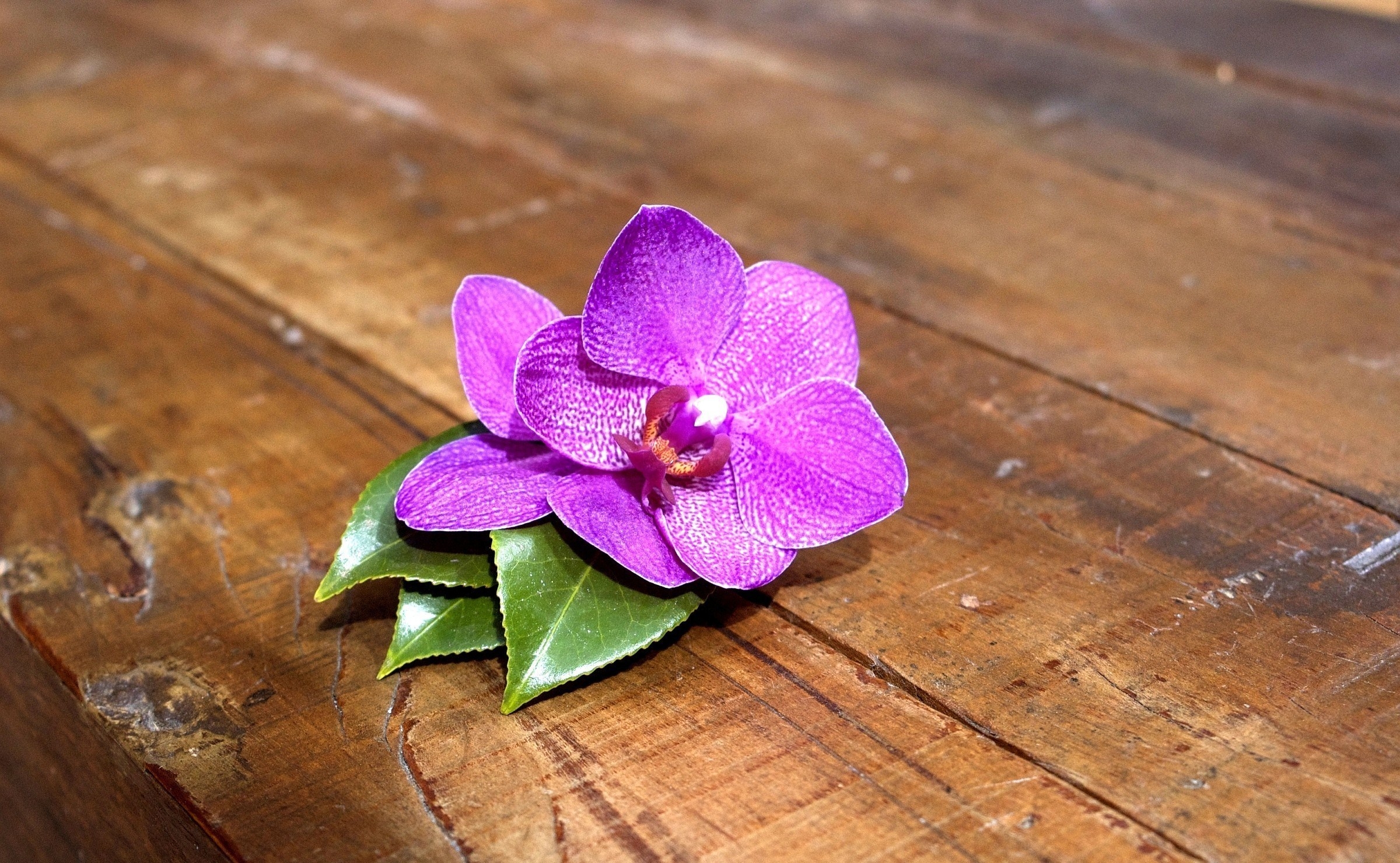 HD Orchid Android Images