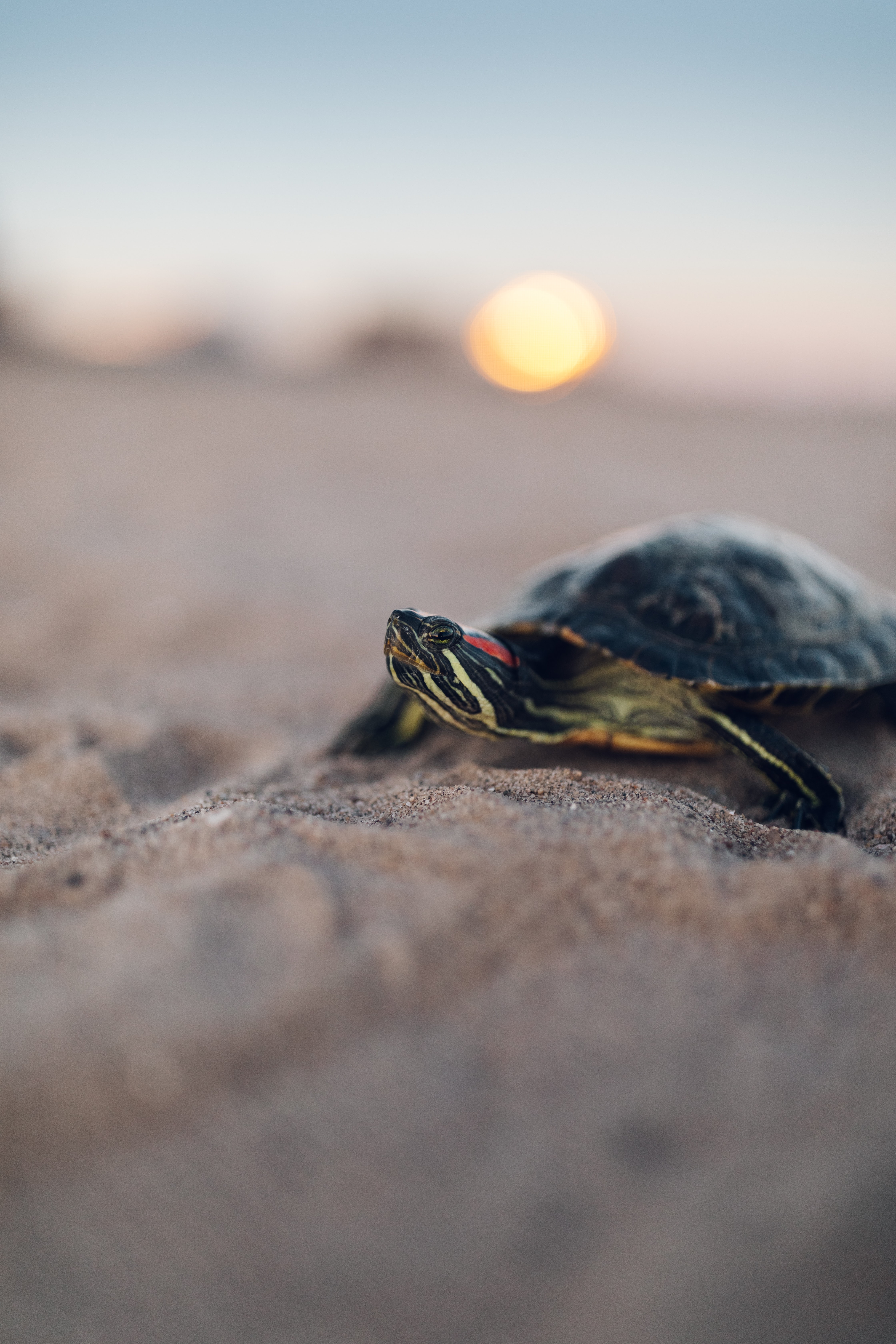 Download mobile wallpaper Sand, Carapace, Animals, Smooth, Shell, Blur, Turtle for free.