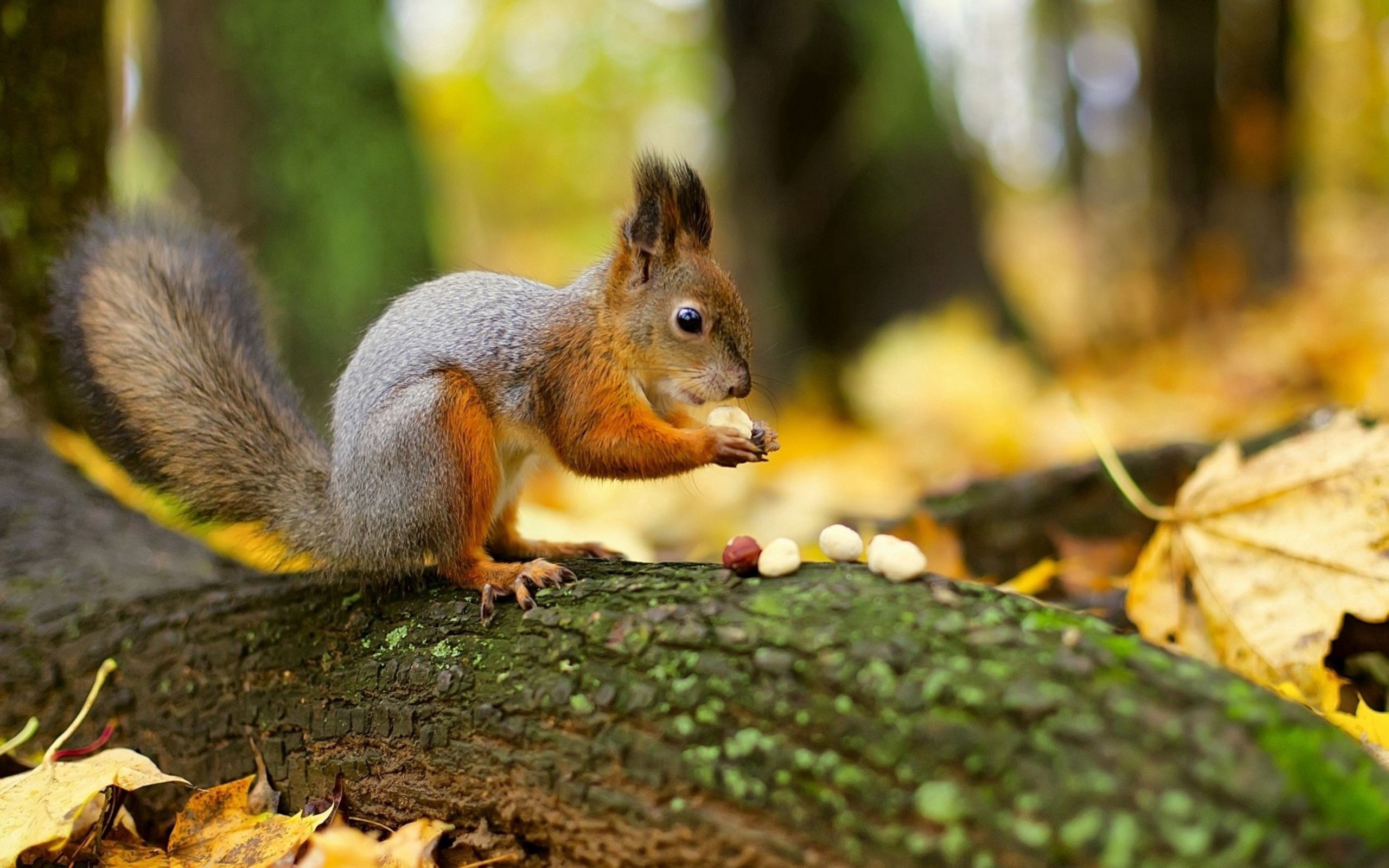 animals, squirrel, nuts, forest Full HD