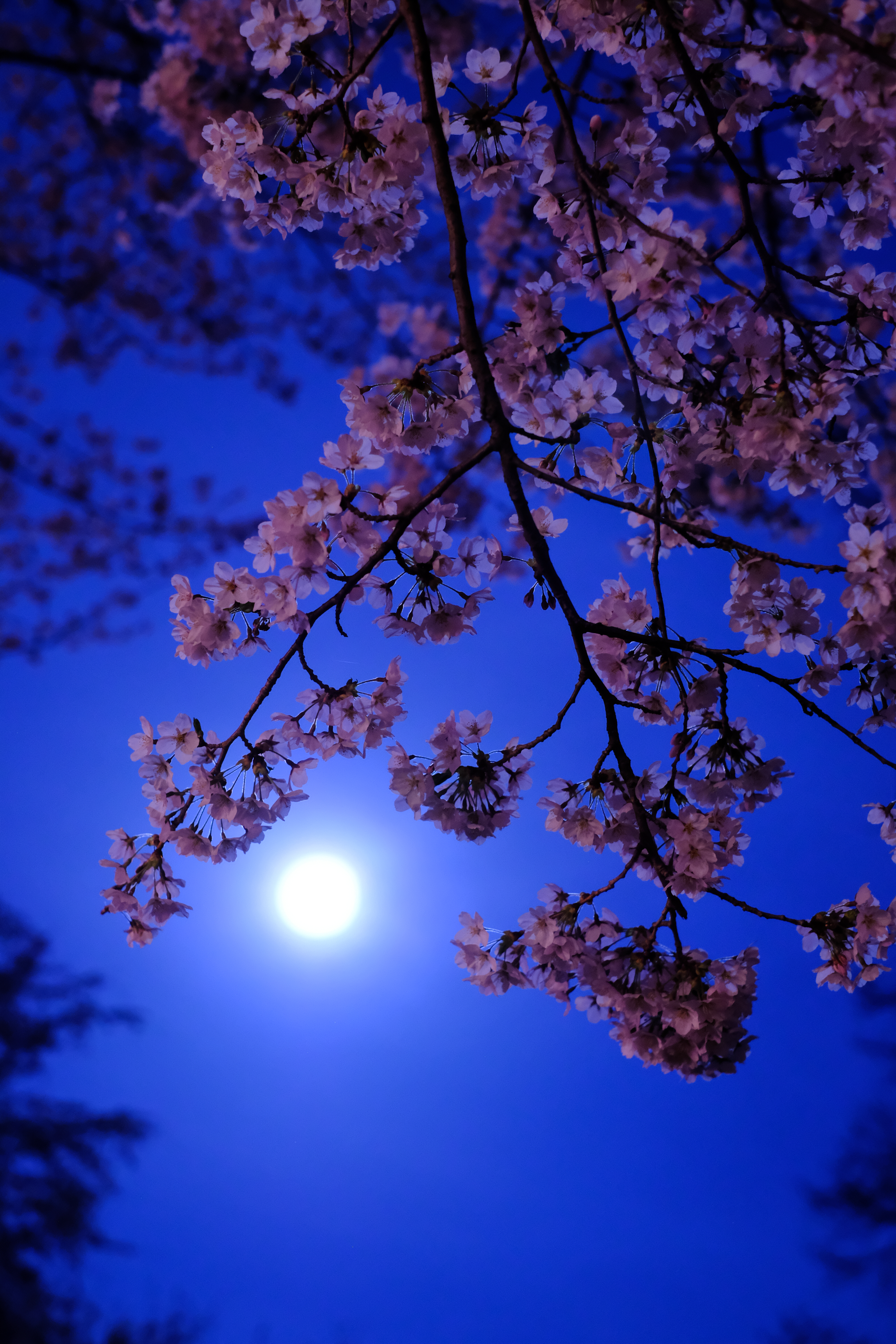 moon, flowers, flowering, bloom phone background