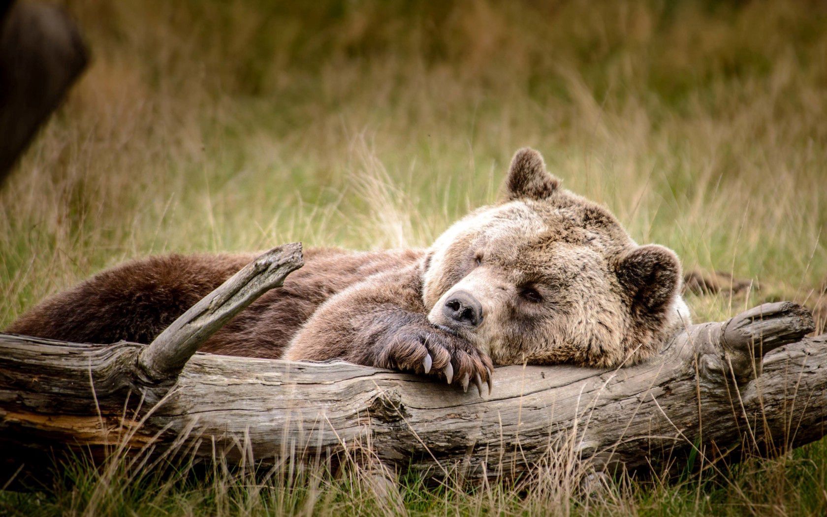 Download mobile wallpaper Log, Rest, Relaxation, Brown, Bear, Animals for free.